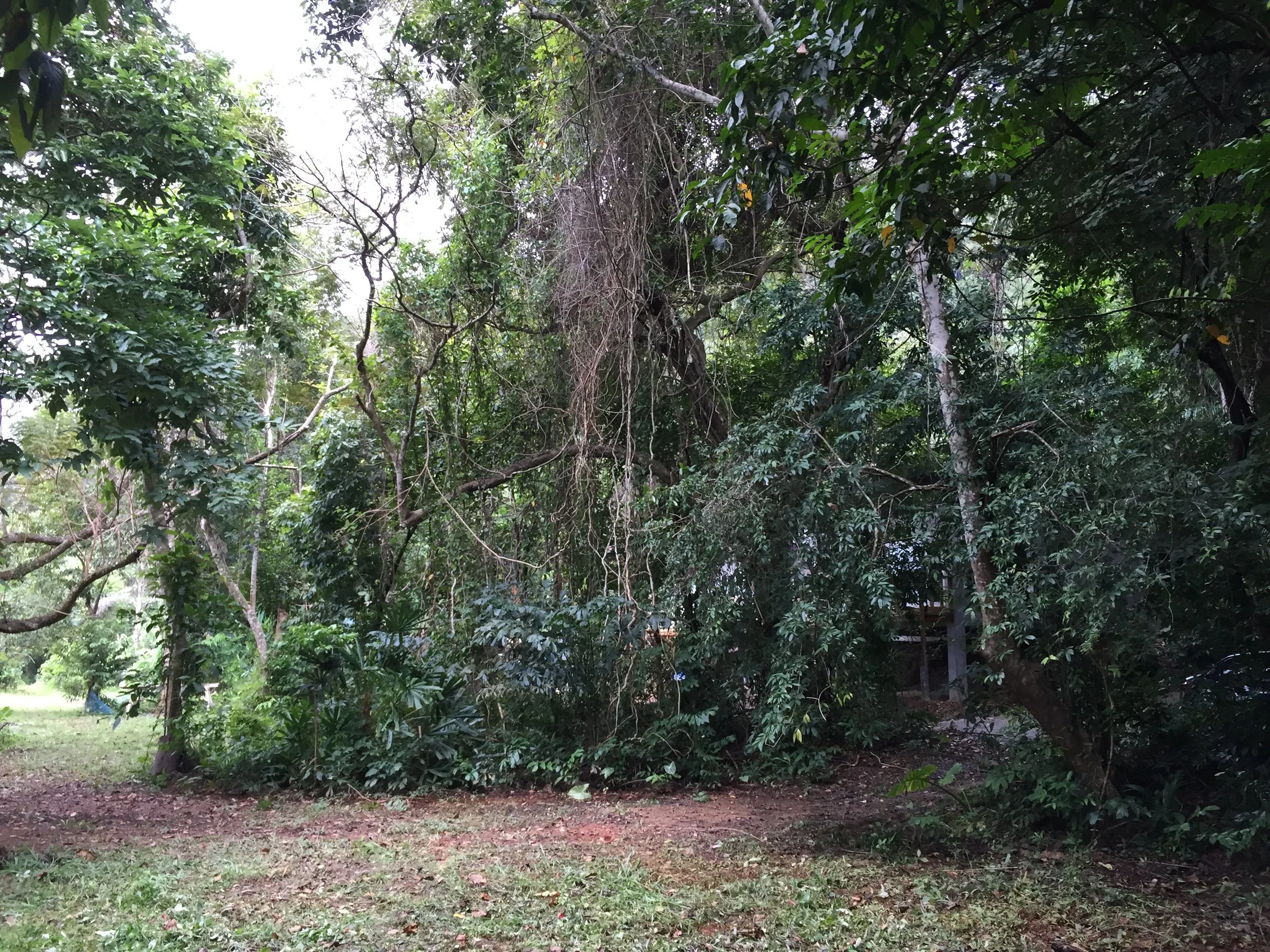2015 Koh Lanta Garden & Nature (176).JPG