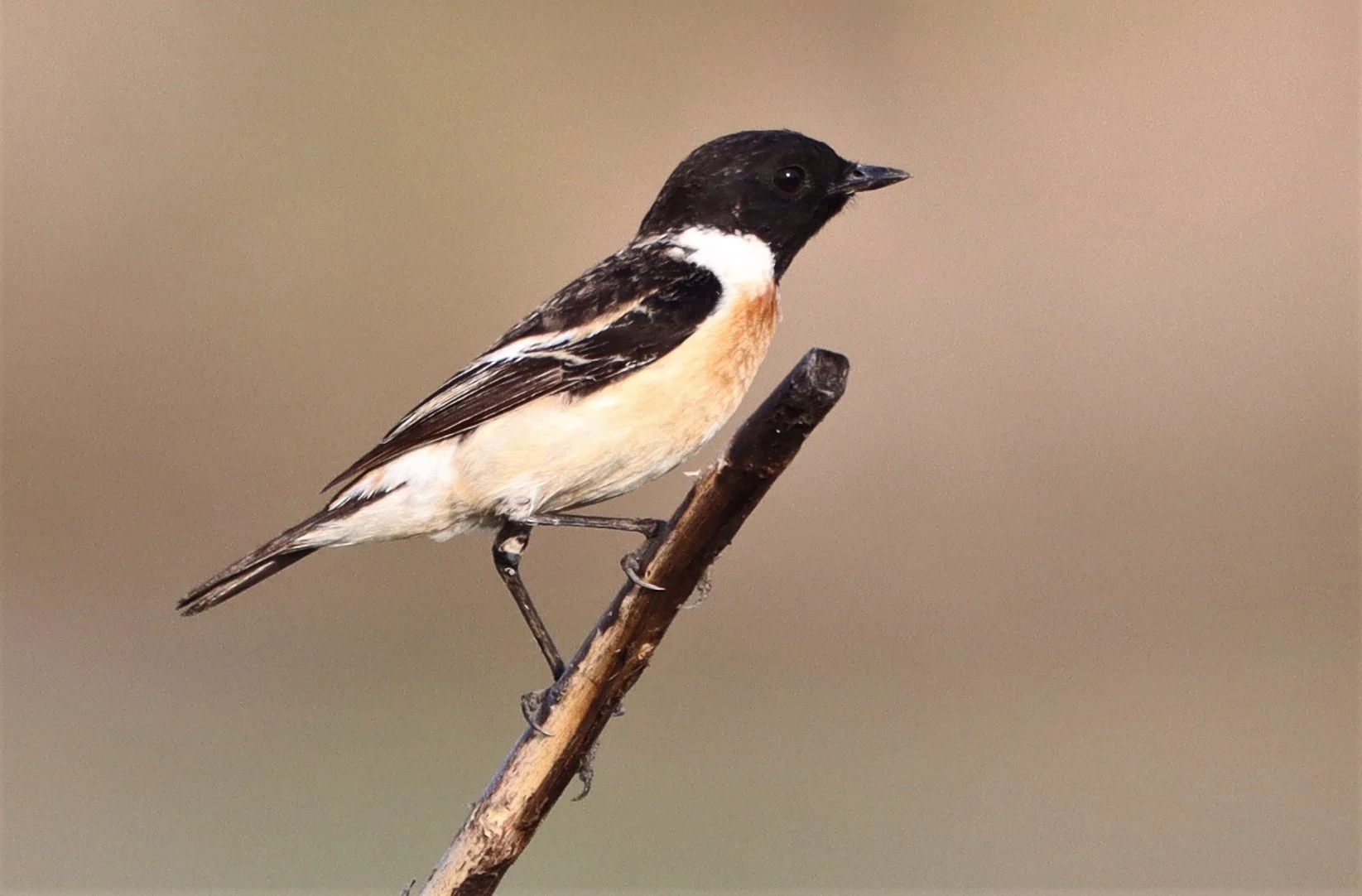 STONECHAT - SIBERIAN STONECHAT - Saxicola maurus - MUANG BORAN WETLANDS SAMUT PRAKAN (1).jpg