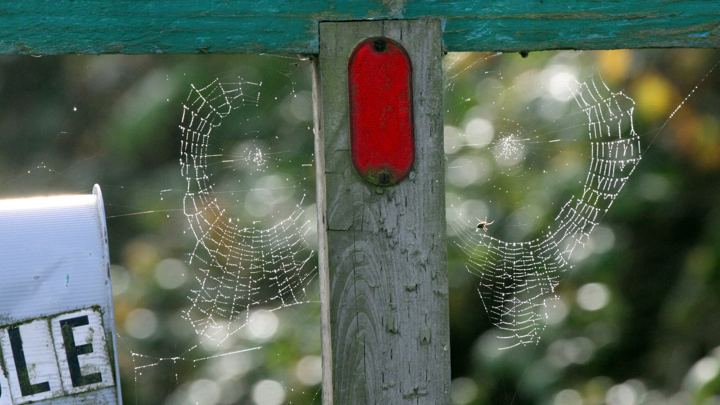 SEQUIM - SPIDER WEB IN MIST (3).JPG