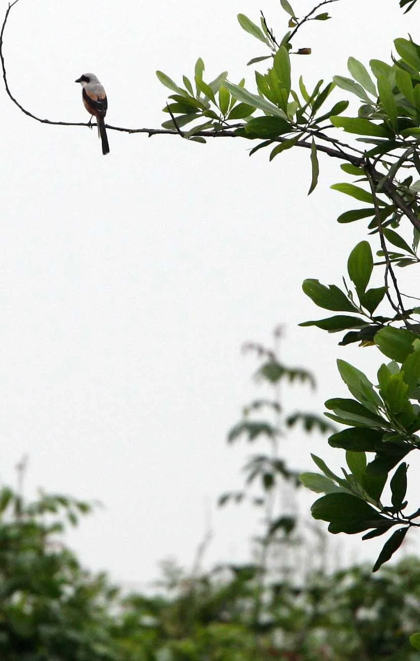 Long-tailed Shrike (Lanius schach) Bach Ma NP Viet Nam (3).JPG