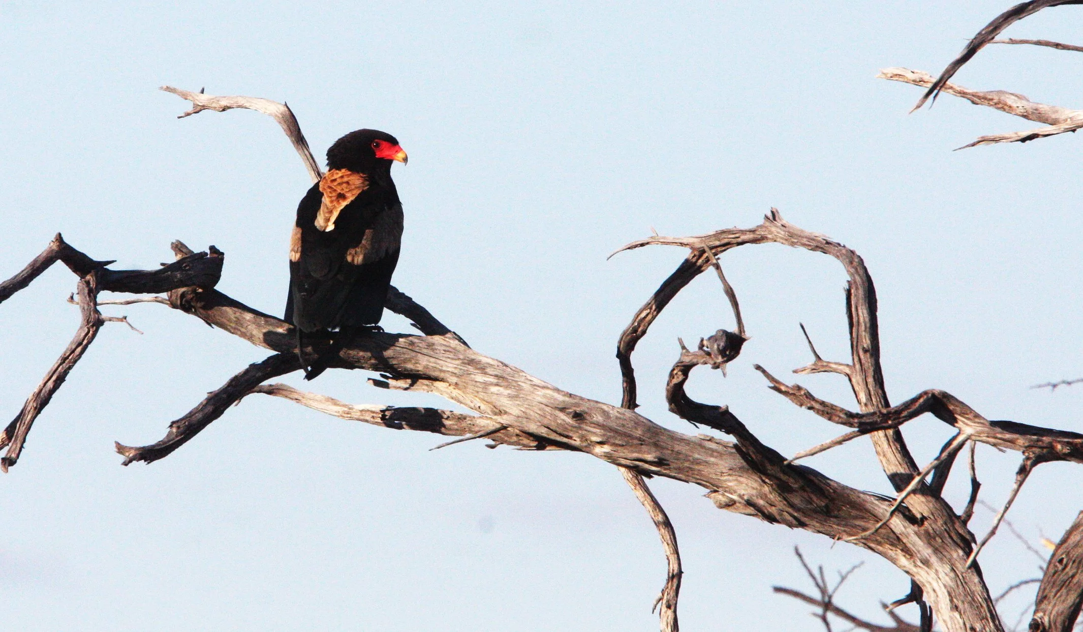 Terathopius ecaudatus - BATELEUR - KHWAI CAMP OKAVANGO BOTSWANA (14).JPG