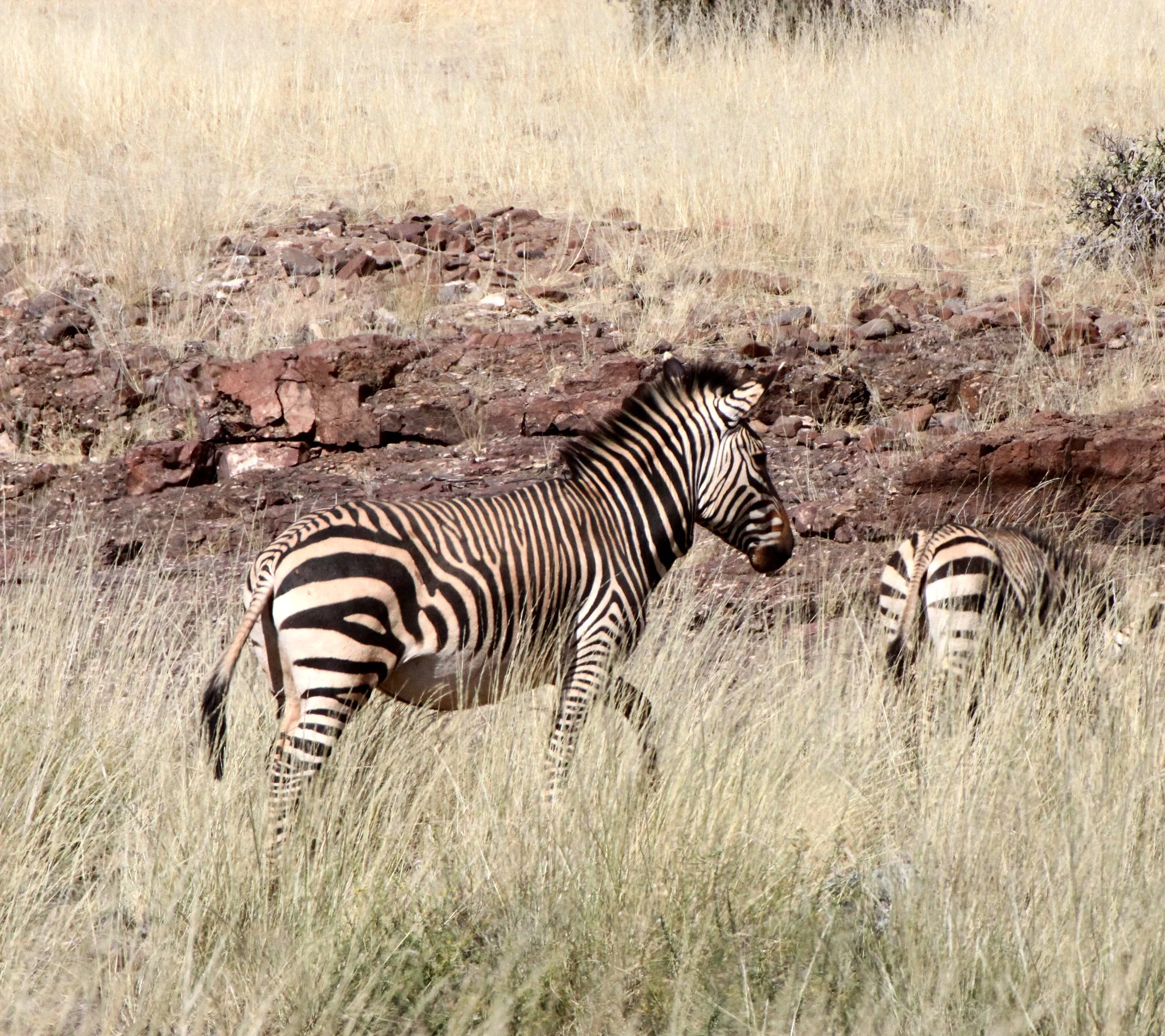 Equus zebra hartmannae - HARTMANN'S MOUNTAIN ZEBRA - DAMARALAND, NAMIBIA (56).JPG