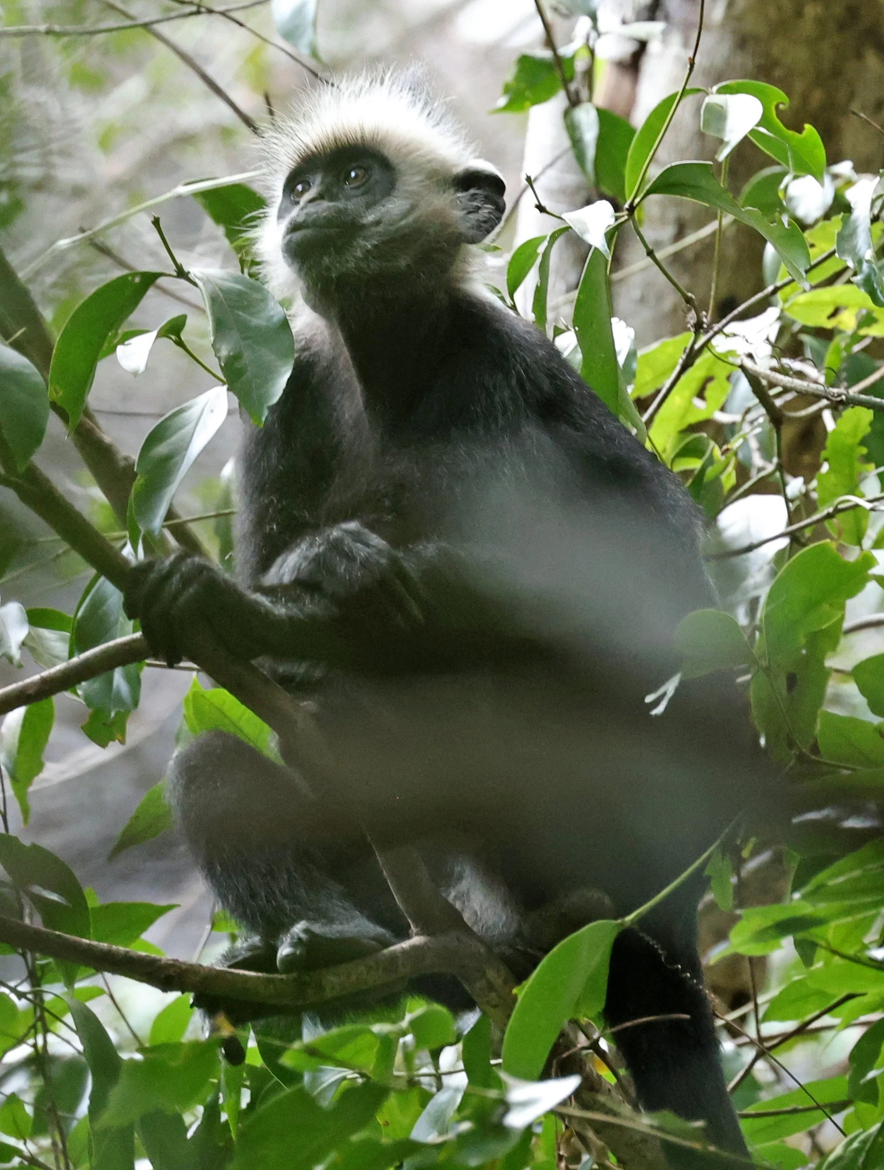 Laotian Langur or White-browed Black Langur (Trachypithecus laotum) The Rock Viewpoint, Khammouane Province Laos (66).jpg
