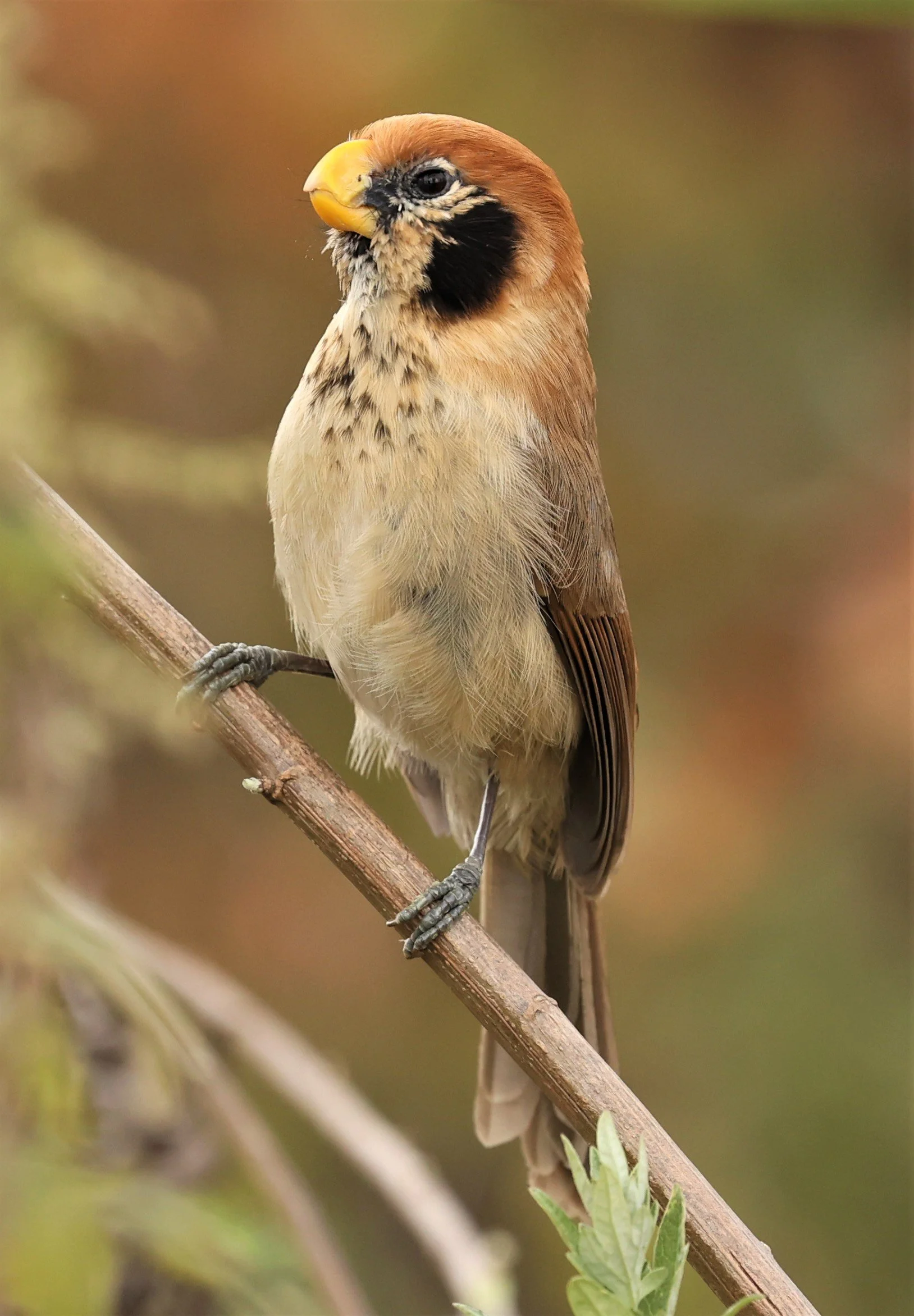 PARROTBILL - SPOT-BREASTED PARROTBILL - Paradoxornis guttaticollis - DOI LANG WEST, DOI PHA HOM POK NP, CHIANG MAI DEC 2021 (71).jpg