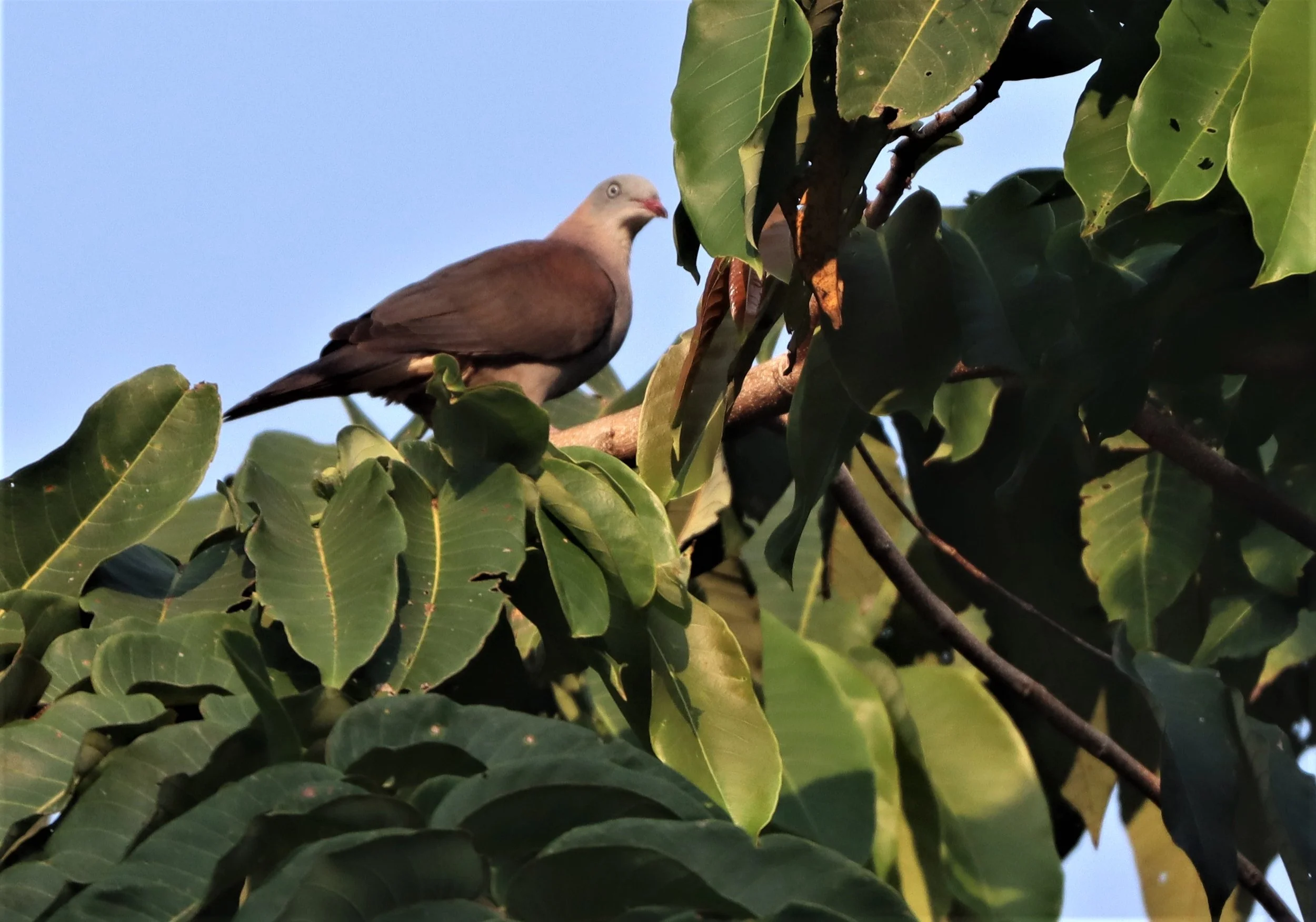 Mountain Imperial-Pigeon (Ducula badia) KhaoYai NP Thailand (4).jpg