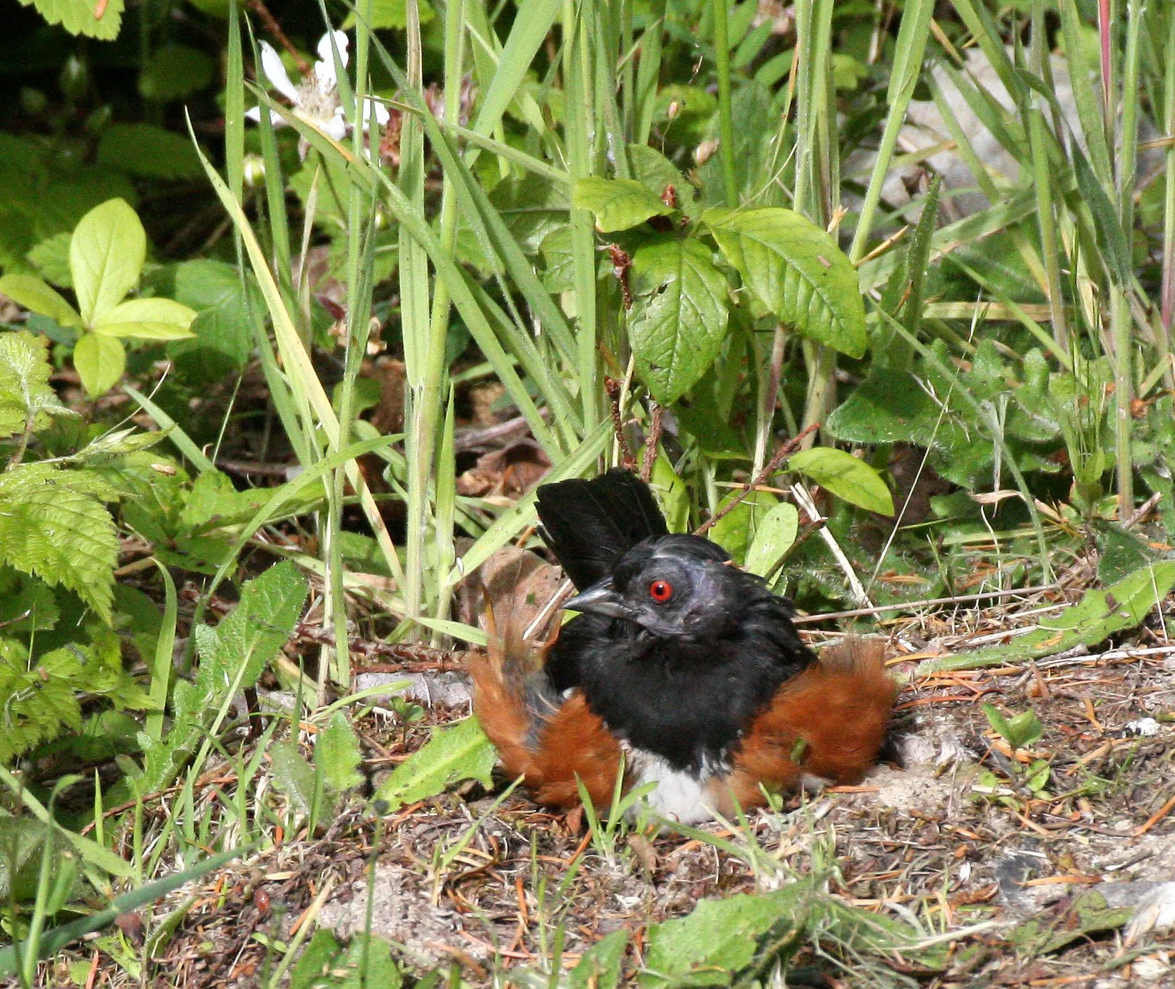Spotted Towhee (Pipilo maculatus) Lake Farm Trails Olympic Peninsula Washington (1).JPG