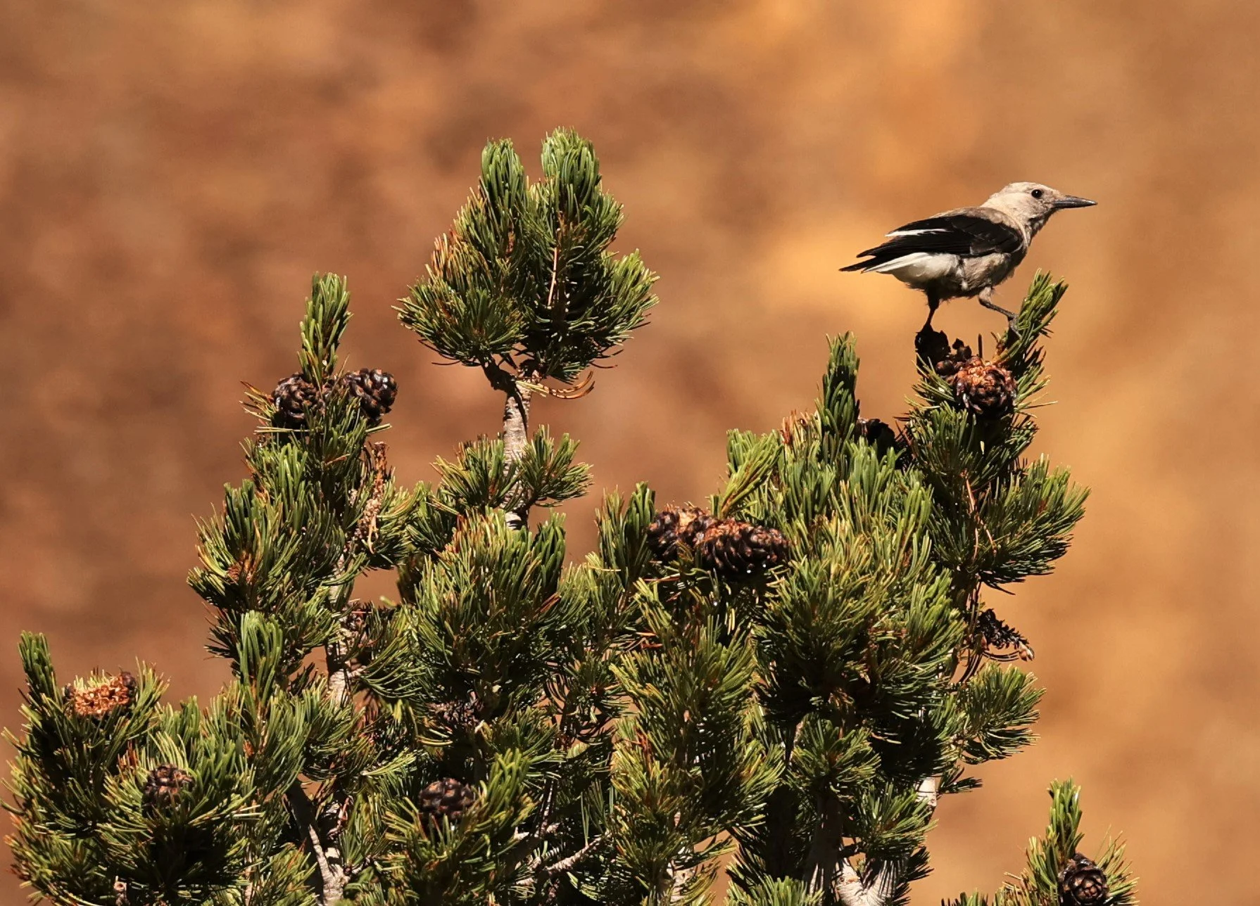 Nucifraga columbiana - CLARK'S NUTCRACKER - SADDLEBAG LAKE, OUTSIDE OF YOSEMITE EAST ENTRANCE CALIFORNIA (5).jpg