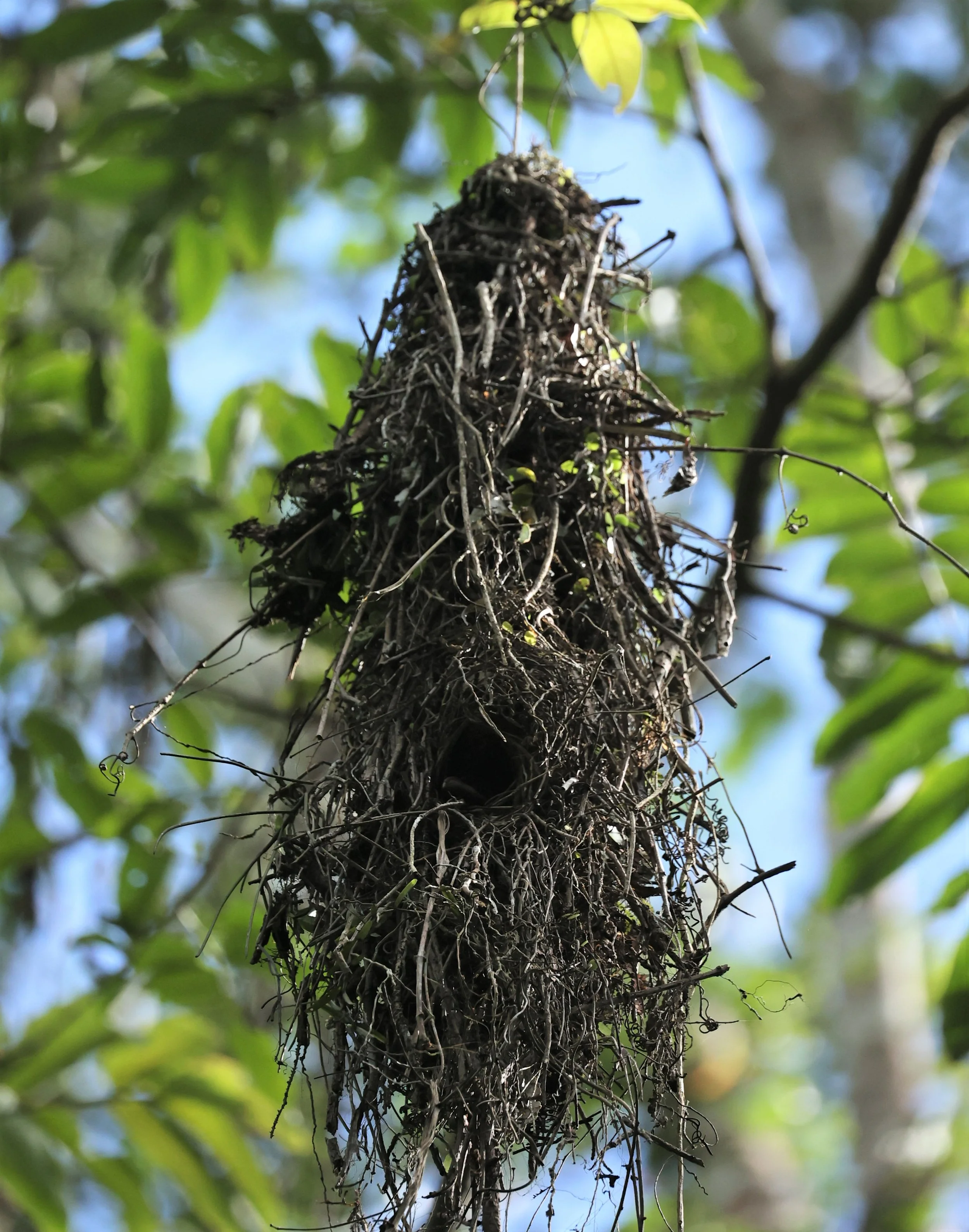 Nest of the Long-tailed Broadbill at Kaeng Krachan