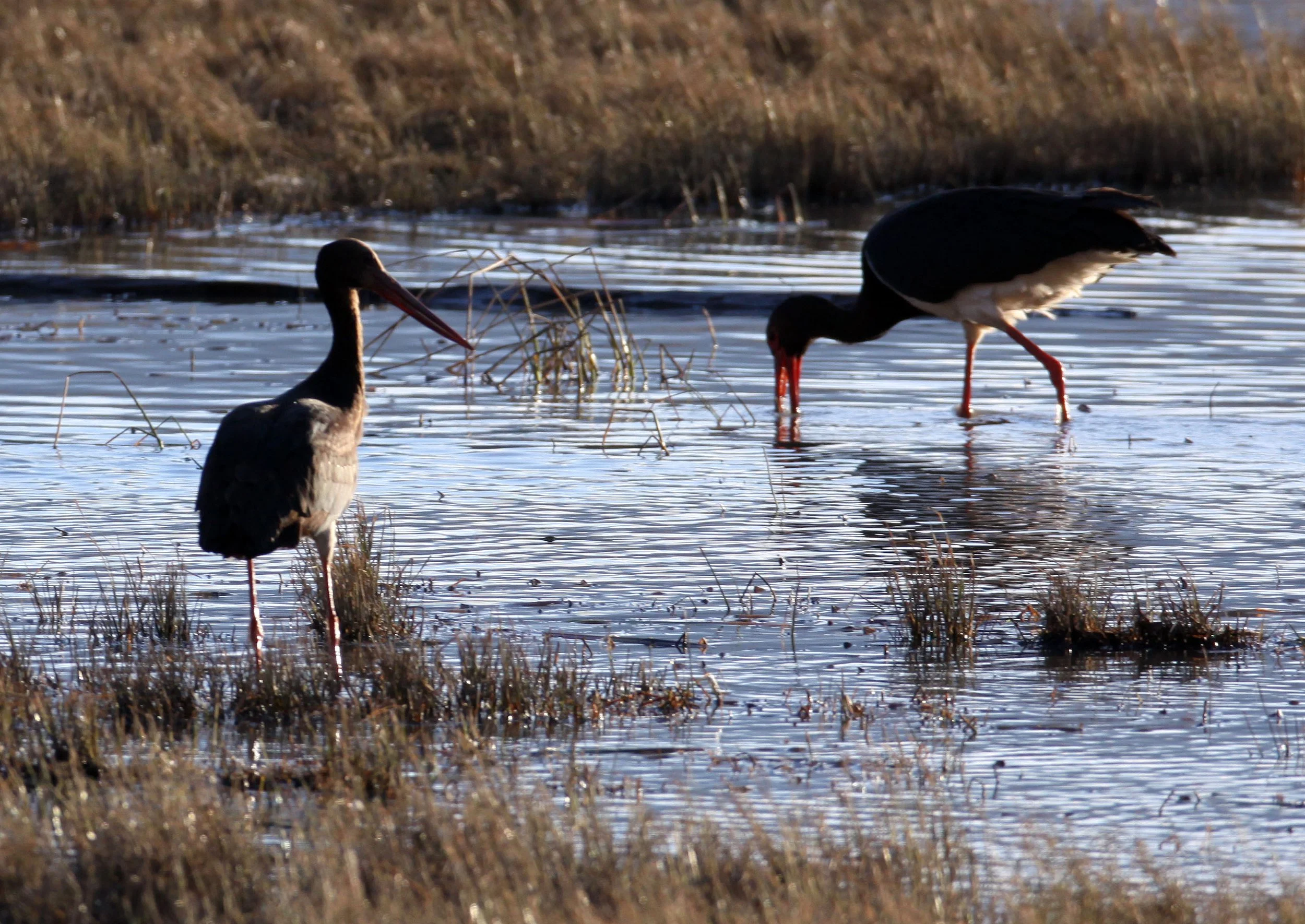 STORK - BLACK STORK - Ciconia nigra - NAPAHAI WETLANDS YUNNAN CHINA (15).JPG