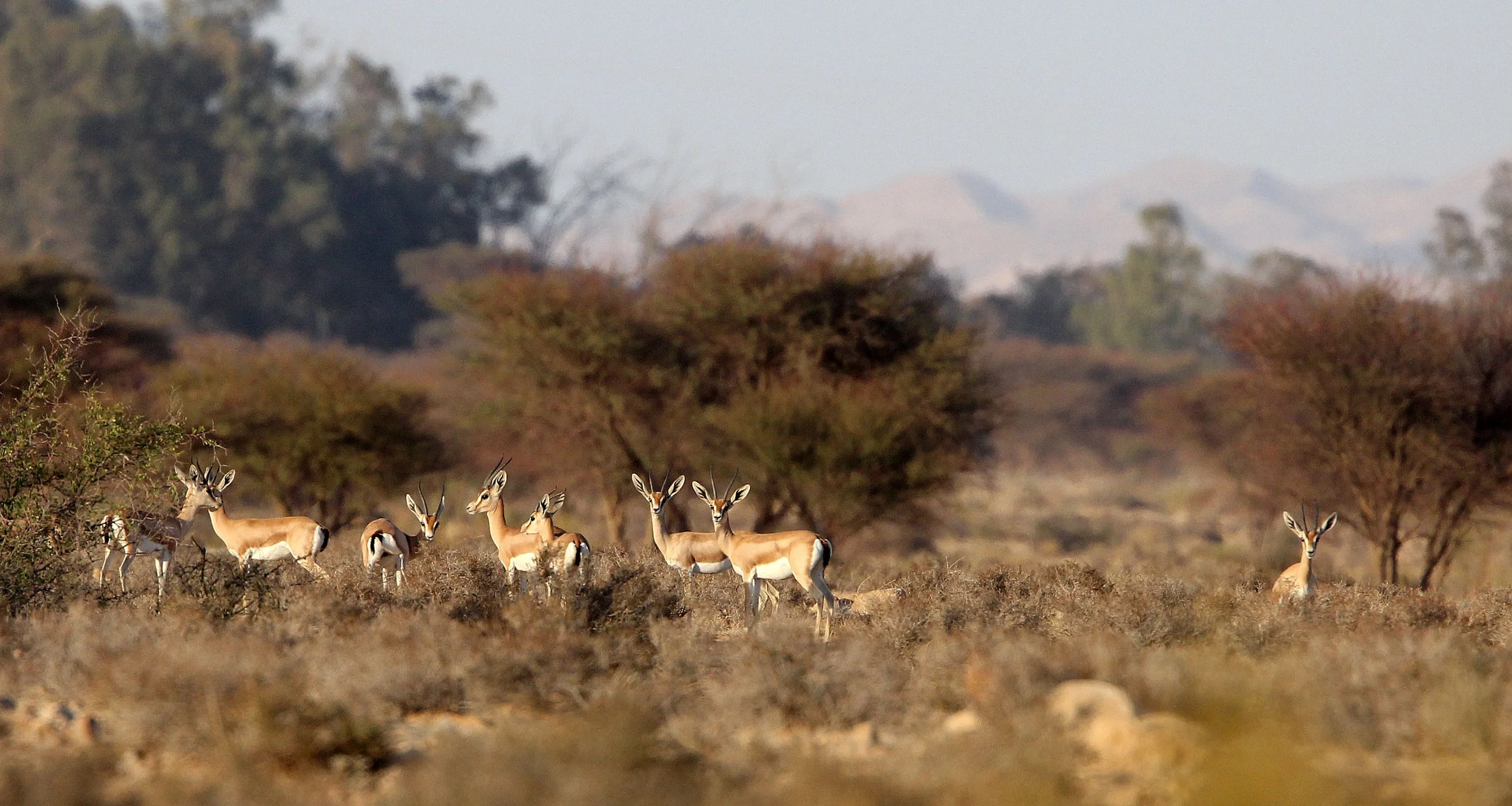 GAZELLE - SAHARAN DORCAS GAZELLE - Gazella dorcas osiris - BOUHEDMA NATIONAL PARK TUNISIA (15).JPG