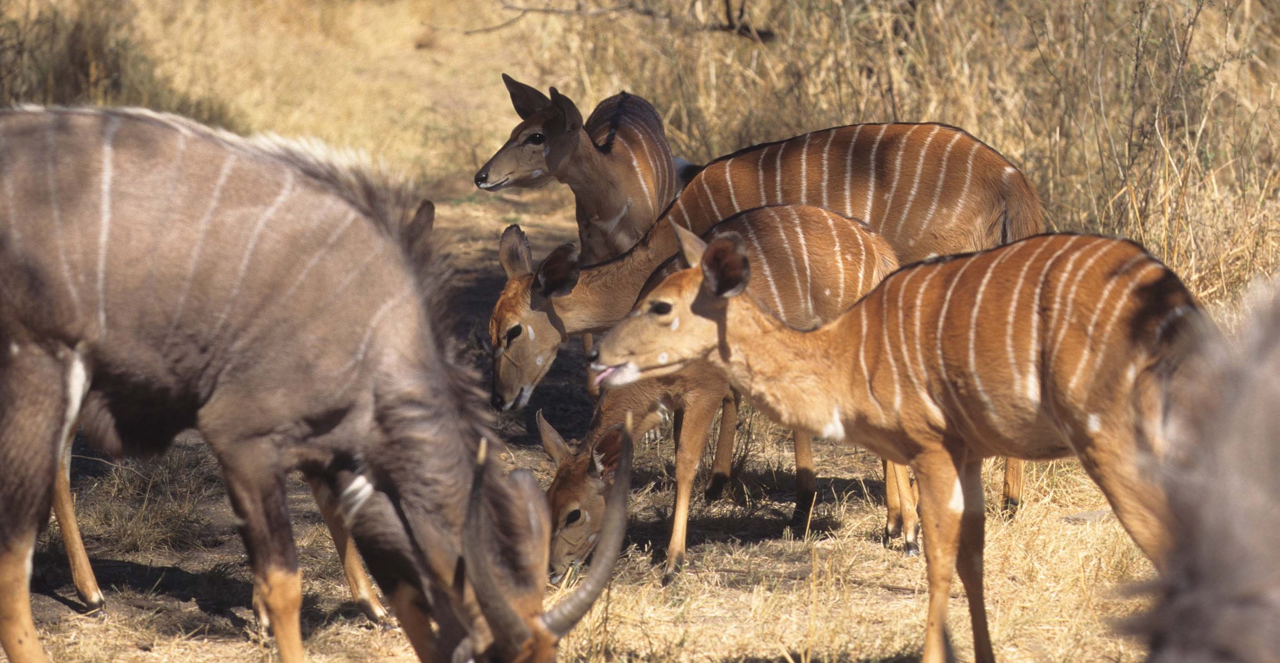 BOVID - NYALA - ZIMBABWE.jpg