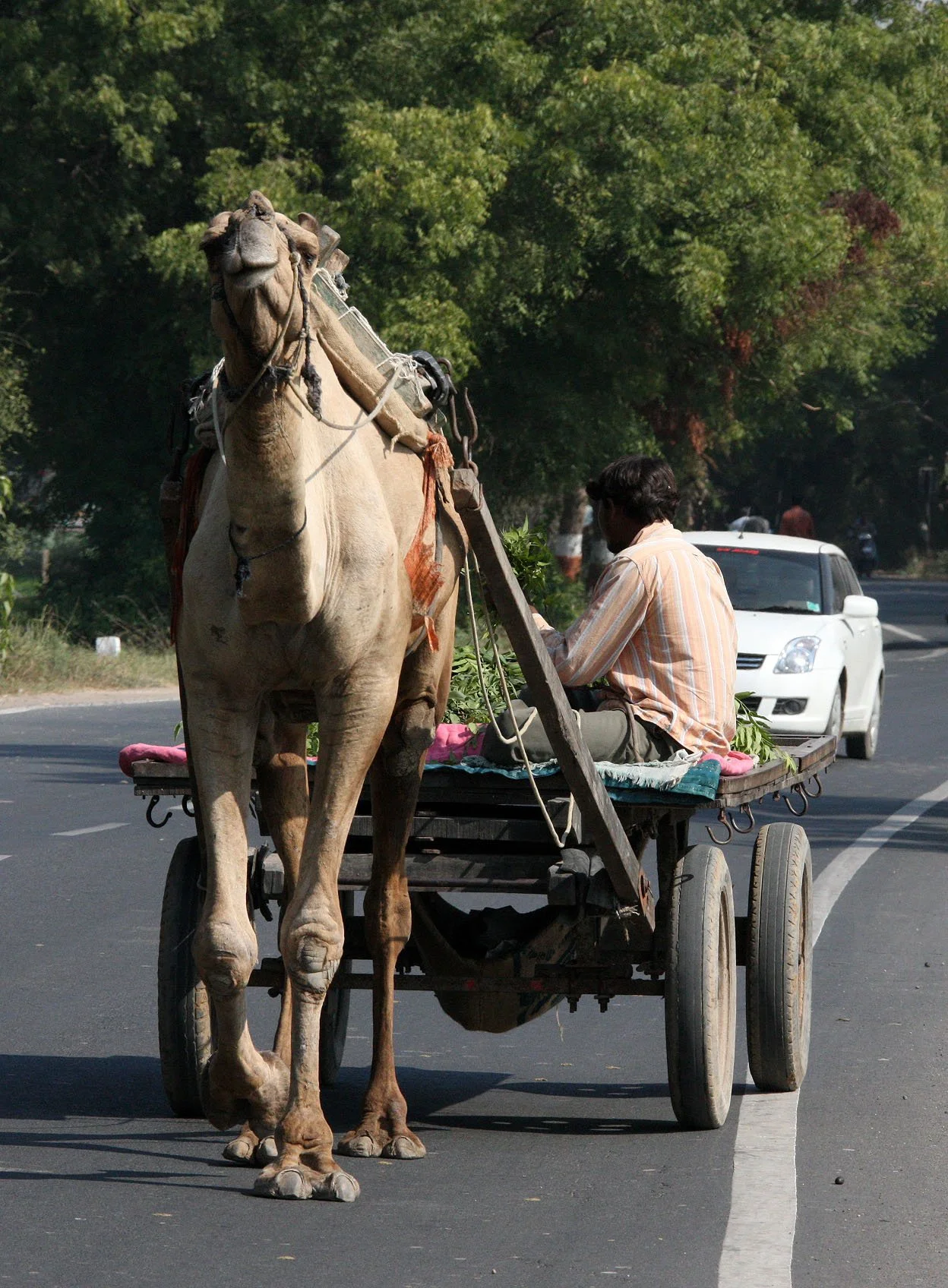 GUJARAT - AHMEDABAD GUJARAT INDIA (8).JPG