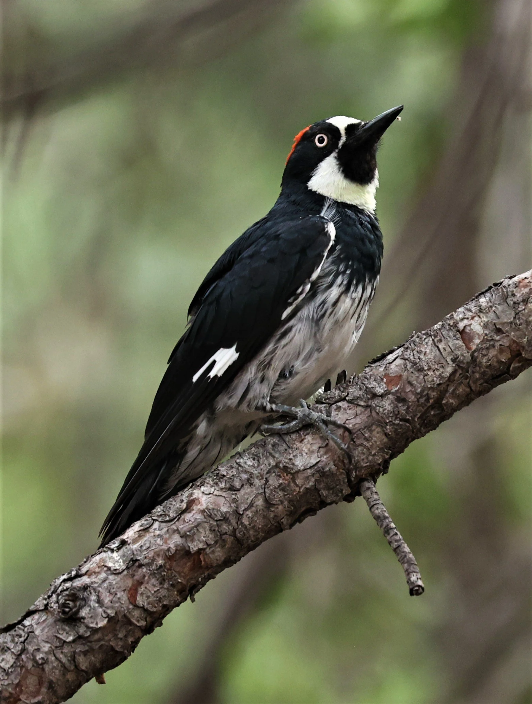Melanerpes formicivorus - ACORN WOODPECKER - CAVE CREEK ARIZONA AUGUST 2022 (4).jpg