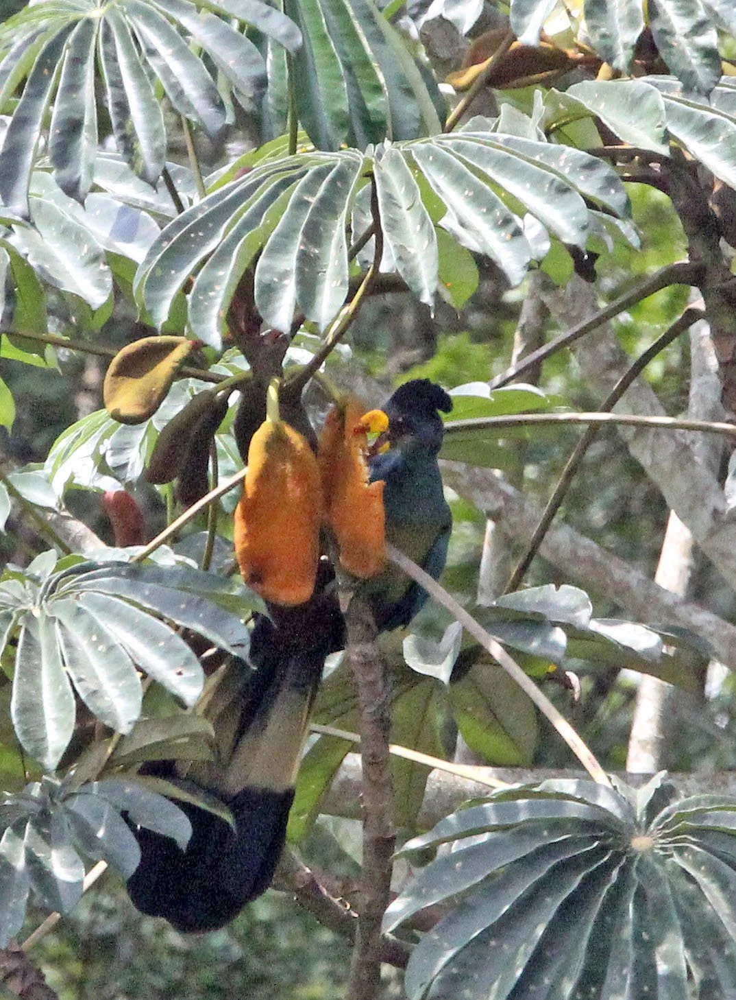 Great Blue Turaco (Corythaeola cristata) Dzanga Ndoki NP Central African Republic (10).JPG