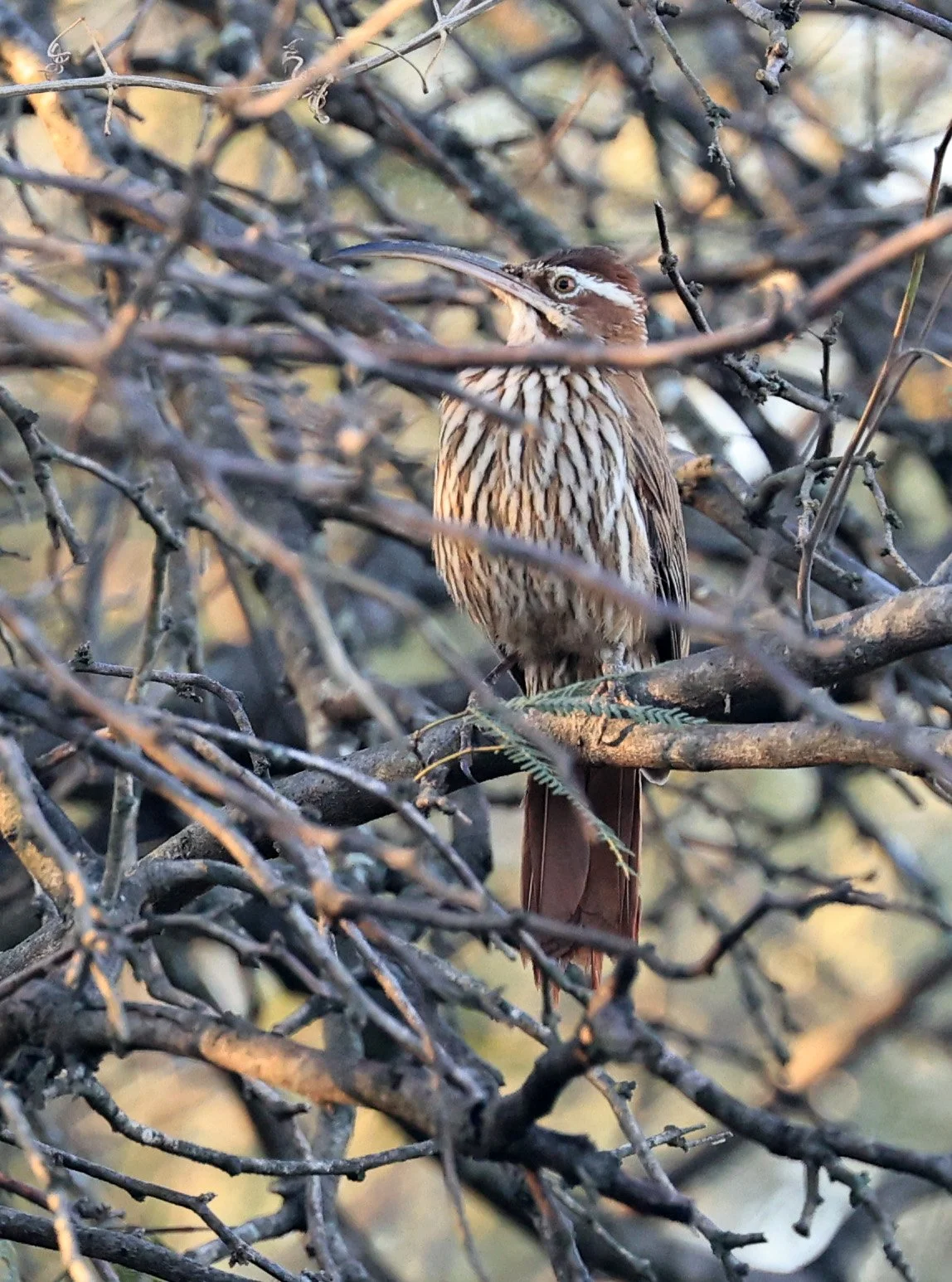 Scimitar-billed Woodcreeper (Drymornis bridgesii) Hotel Iparoma Campestre Paraguay (3).jpg