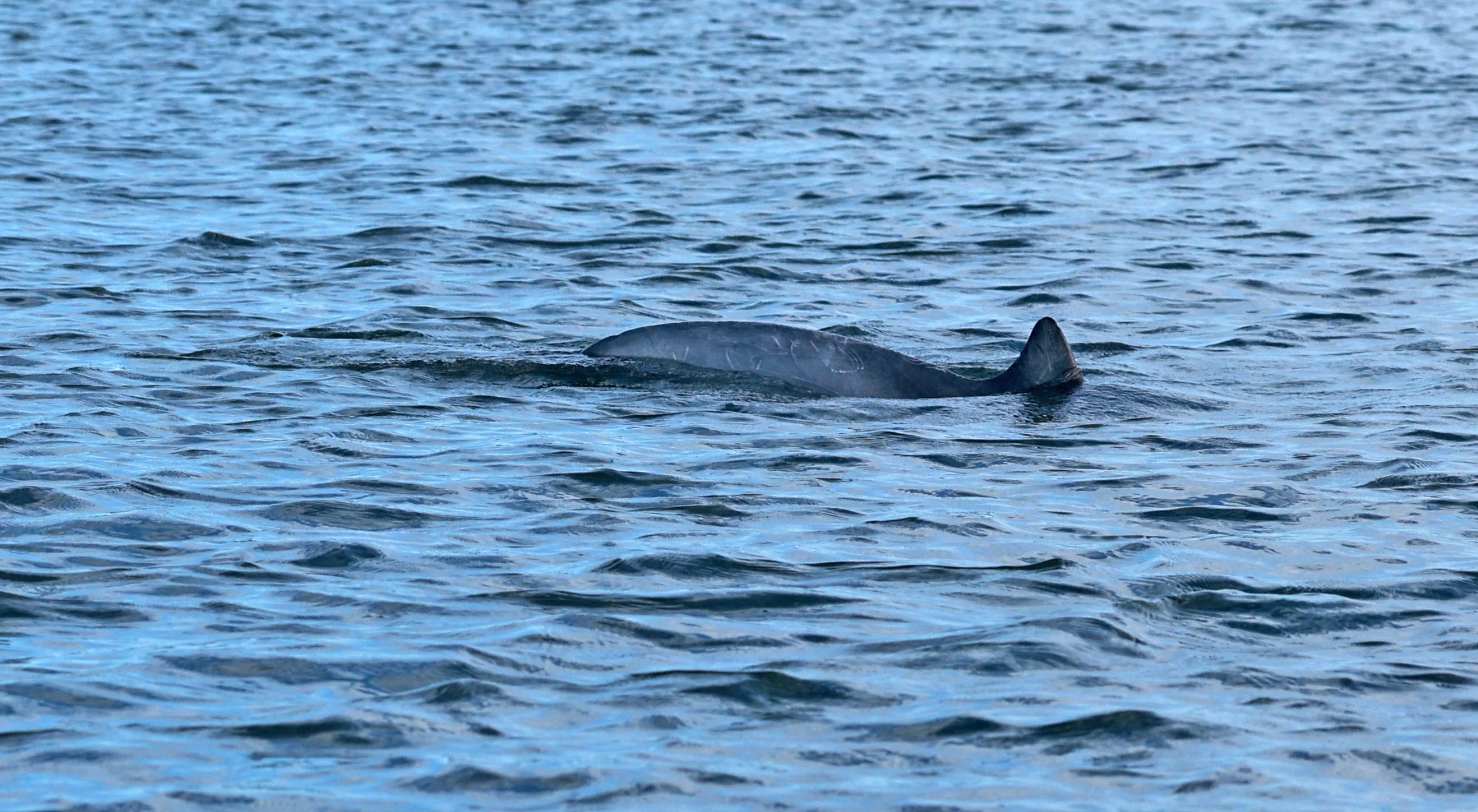 Guiana Dolphin (Sotalia guianensis) Superagüi National Park, Brazil (35).jpg