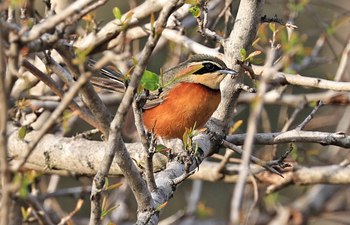 Olive-crowned Crescentchest (Melanopareia maximiliani) Selva Serena Natural Reserve (1).jpg