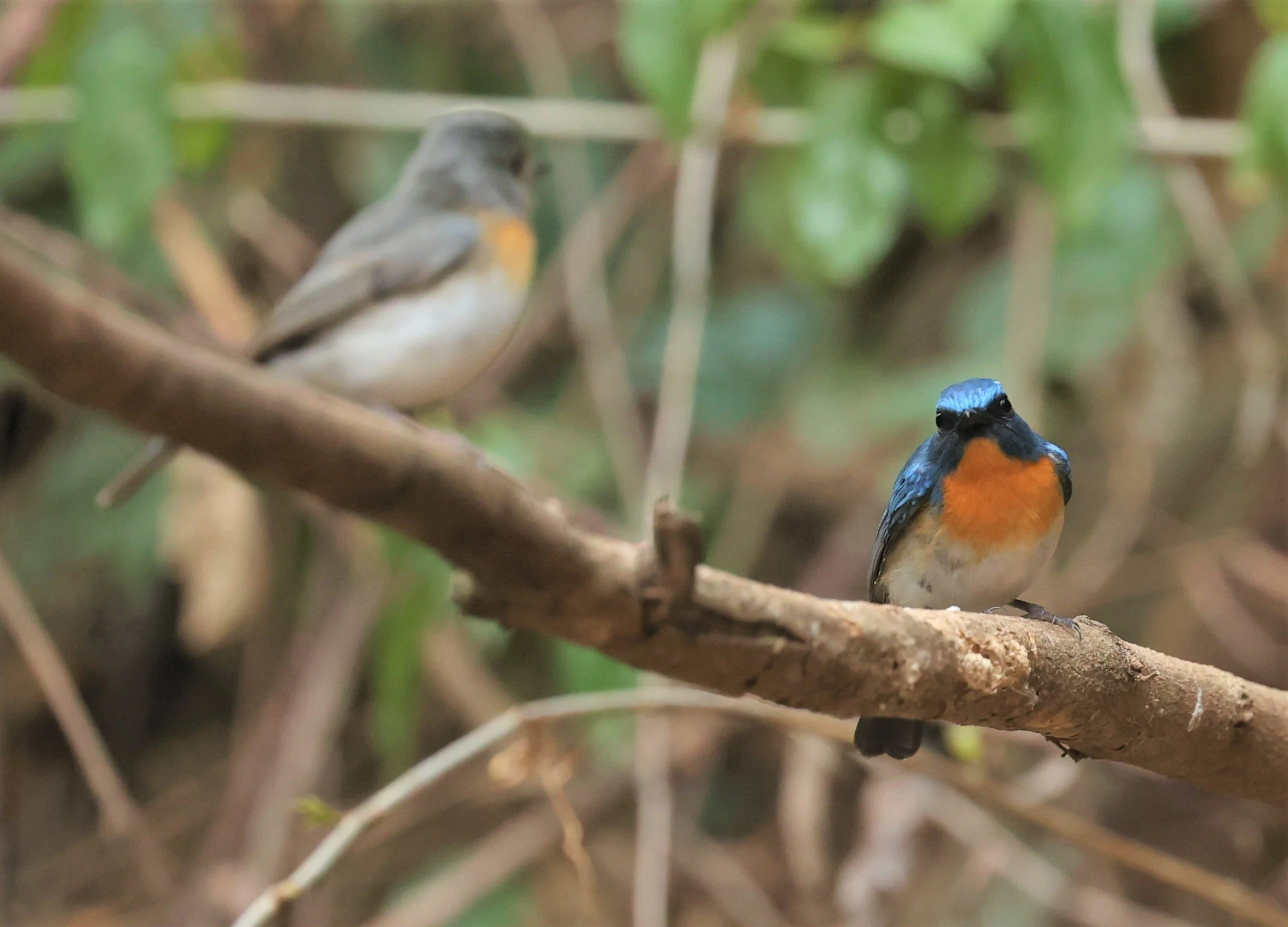 FLYCATCHER - INDOCHINESE BLUE-FLYCATCHER - Cyornis sumatrensis - SRI SATCHANALAI NP MANAO WATERHOLE MAY 1 2022 (17).jpg