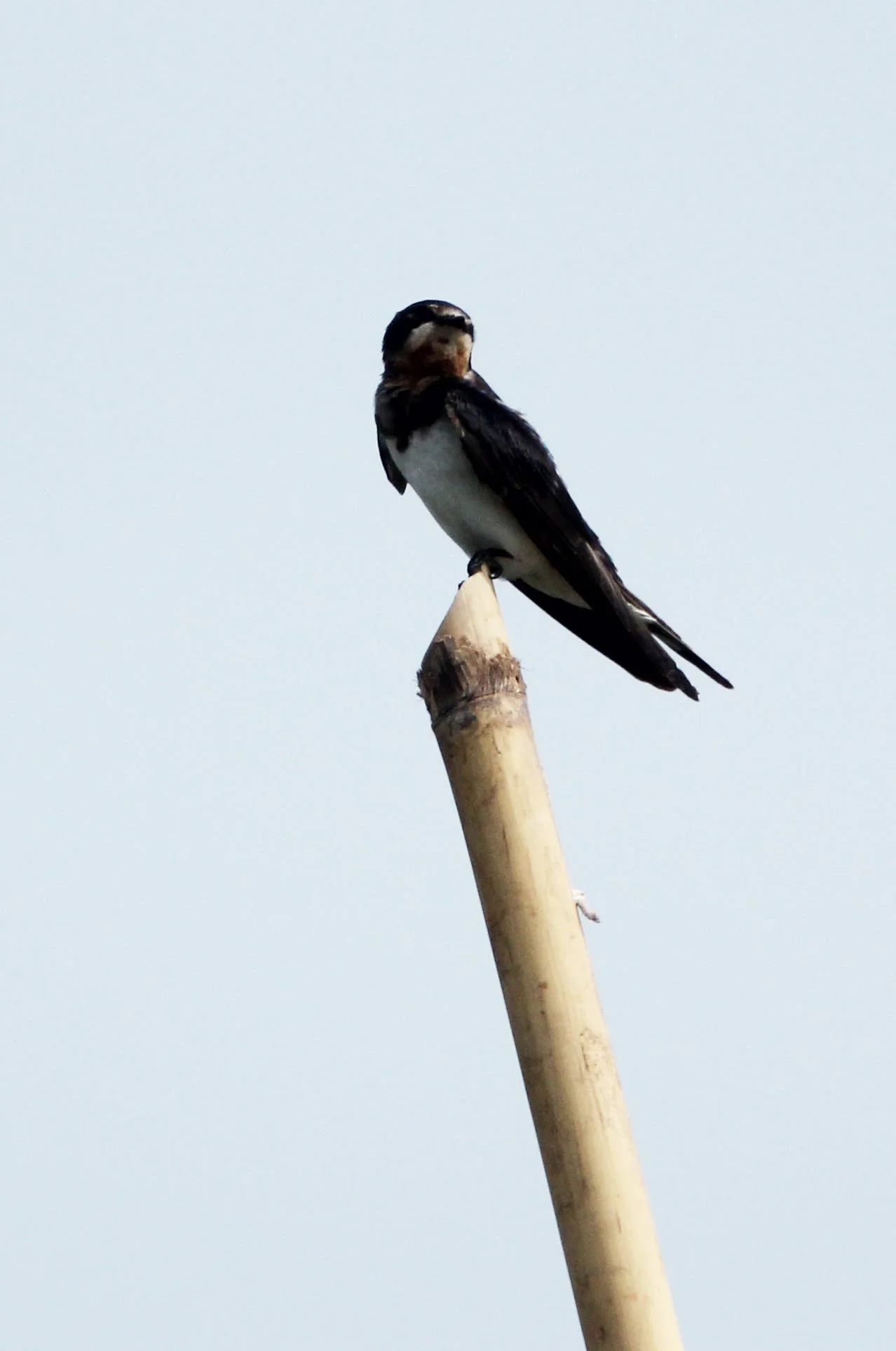 Pacific Swallow (Hirundo tahitica) Kok Kham Machachai Salt Ponds (5).JPG