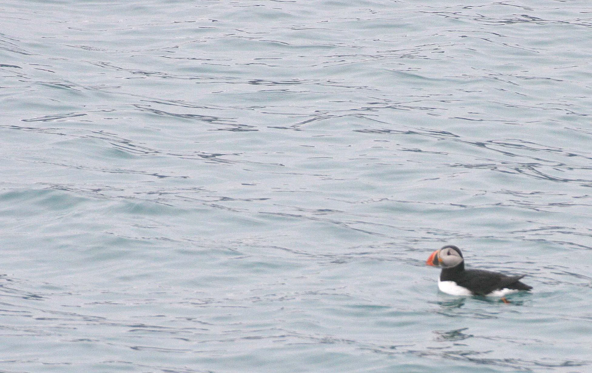Fratercula arctica - ATLANTIC PUFFIN - SVALBARD (28).jpg