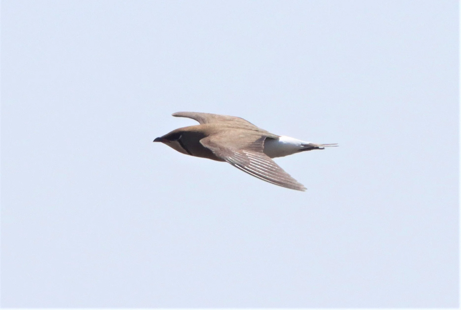 PRATINCOLE - ORIENTAL PRATINCOLE - Glaveola maldivarum -  LUMTAKONG LAKE PAK CHO (40).jpg