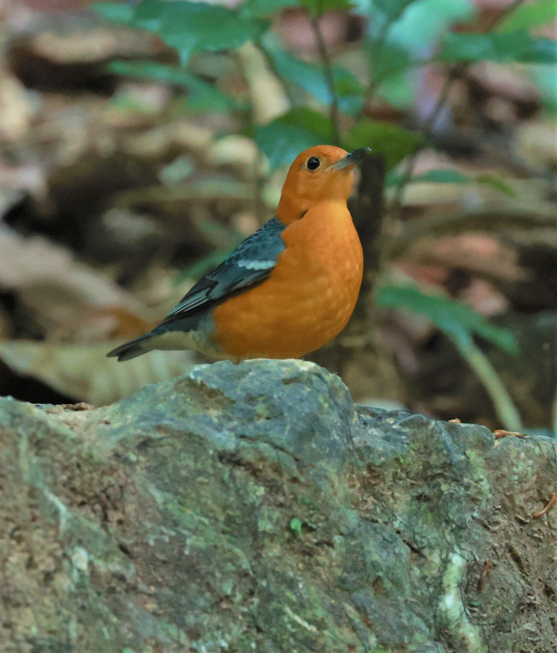 Orange-headed Thrush (Zoothera citrina) Si Phang Nga National Park, Thailand Feb 18-19, 2023 (32).jpg