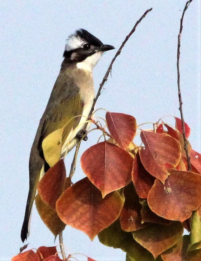 BULBUL - CHINESE BULBUL - Pycnonotus sinensis - POYANG LAKE JIANGXI PROVINCE CHINA (12)aa.jpg