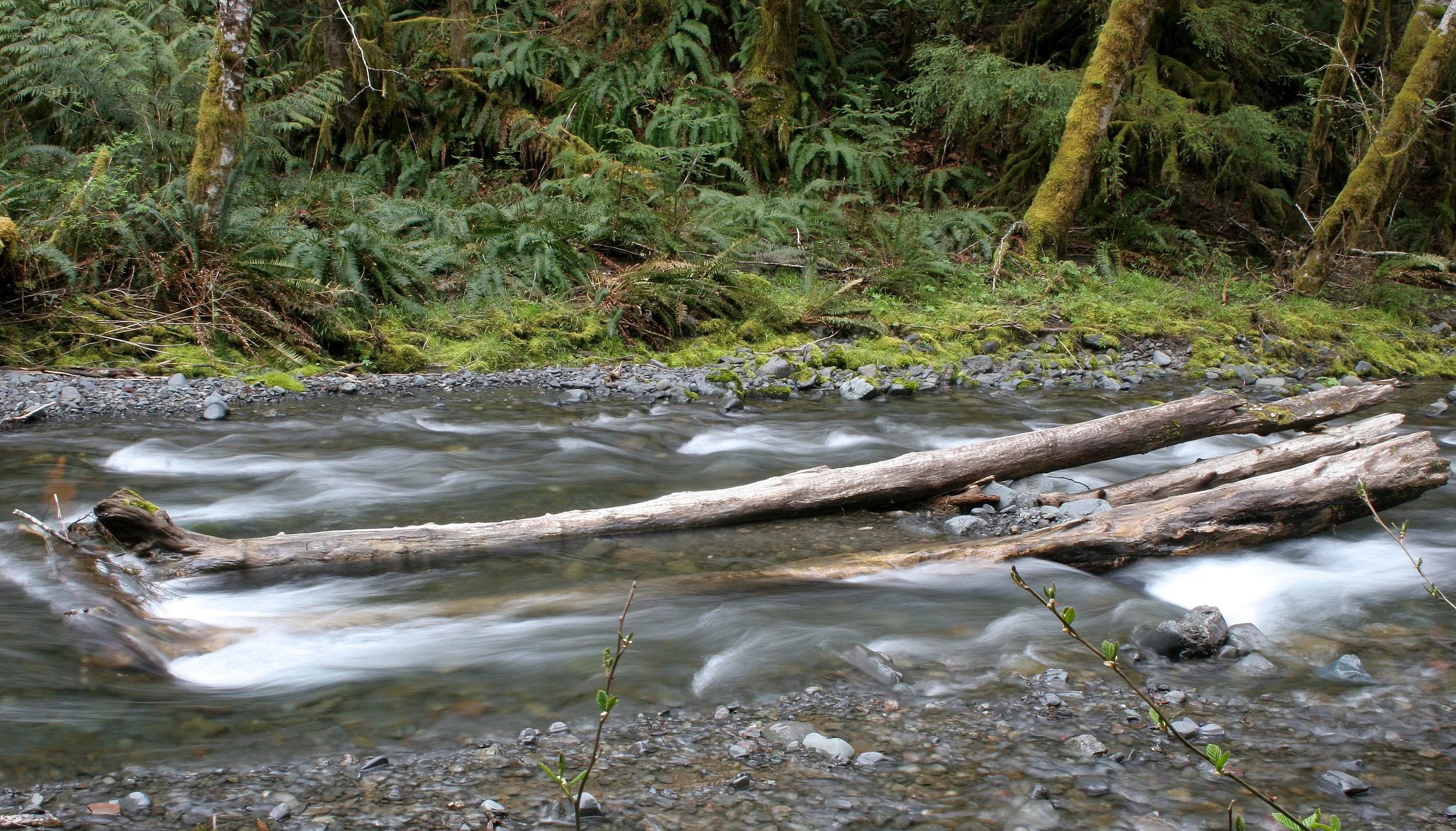 BARNES CREEK AND SURROUNDING FOREST (24).JPG