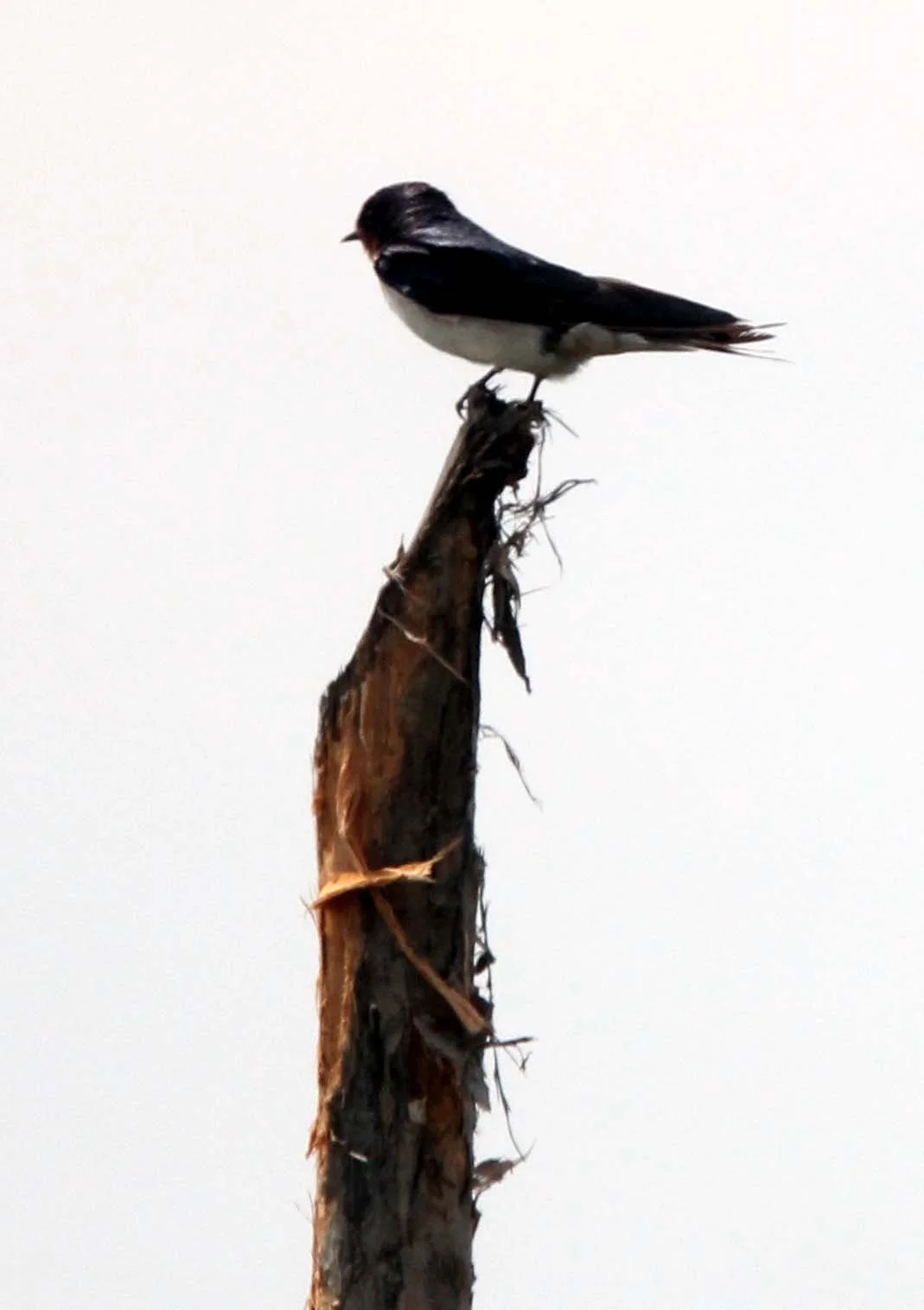 Pacific Swallow (Hirundo tahitica) Thale Noi Wetlands Patthalung Thaihland.JPG