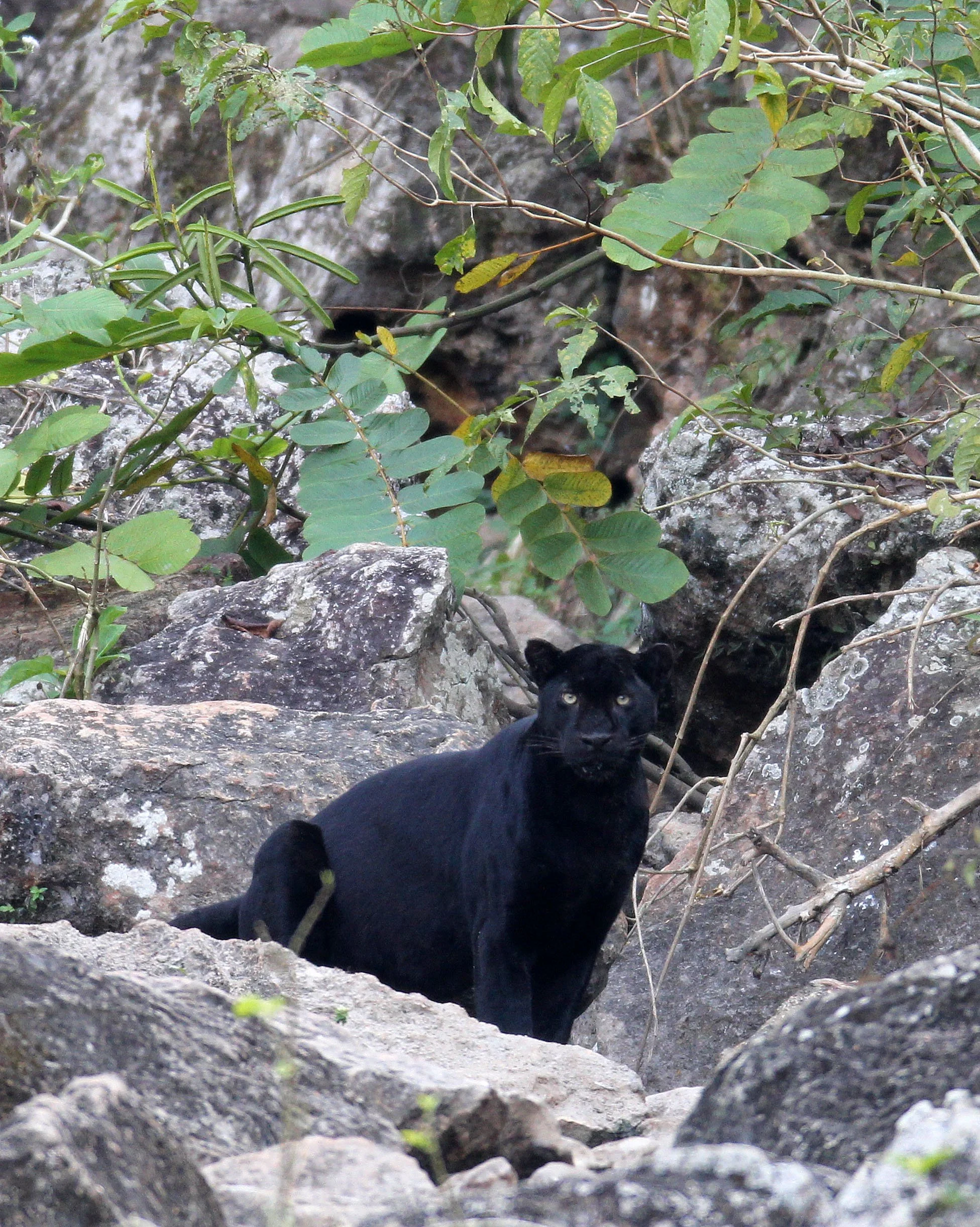Panthera pardus delacouri - INDOCHINESE LEOPARD - MELANISTIC FORM - HUAI KHA KHAENG - KAPOK KAPIEN STATION & MINERAL LICK - THAI (325).JPG