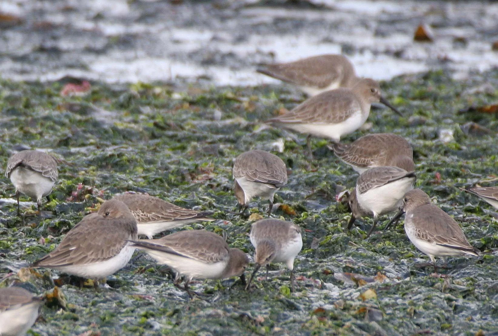 BIRD - DUNLINS - THREE CRABS (7).jpg