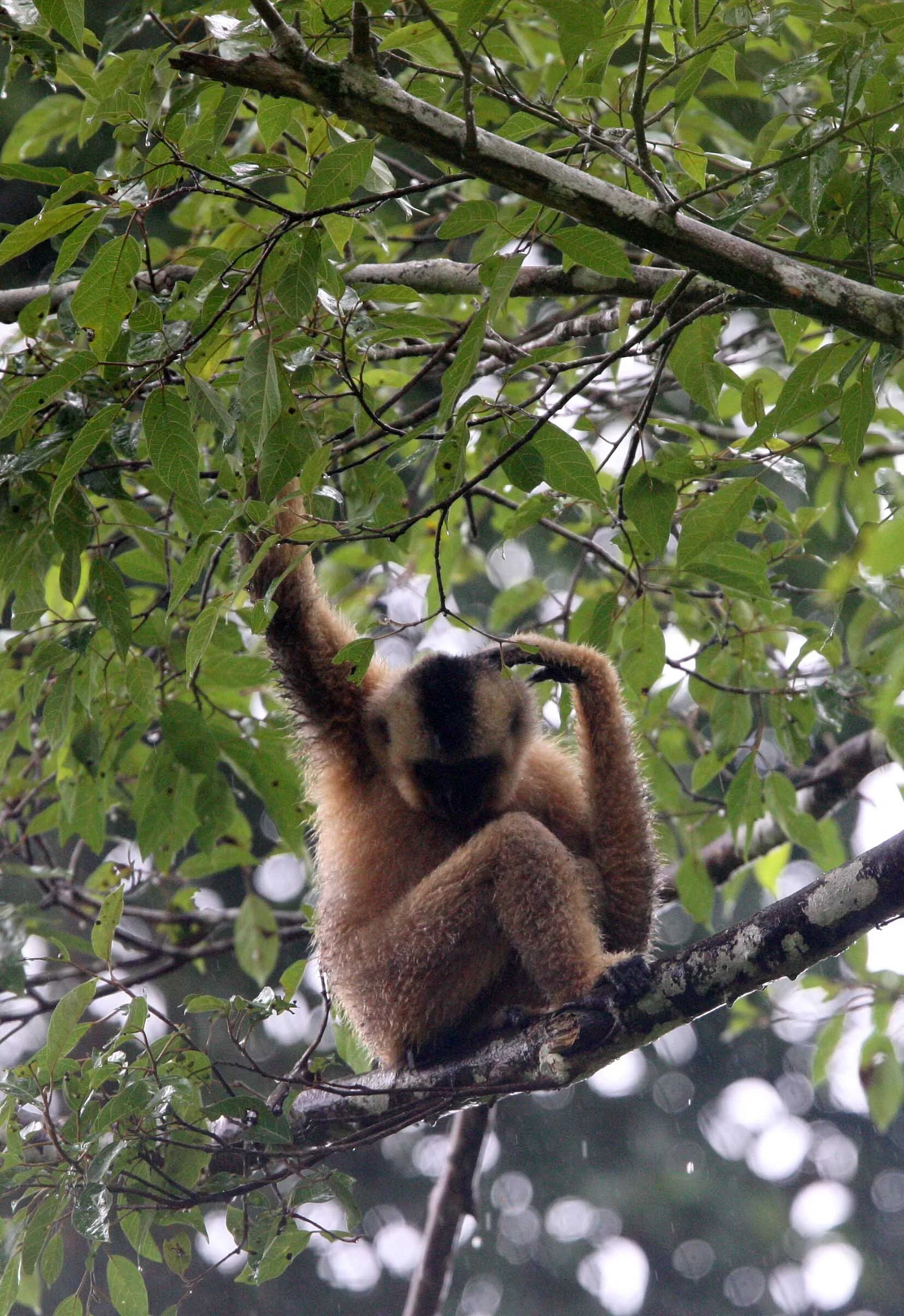 HYLOBATIDAE - Nomascus gabriellae - SOUTHERN YELLOW-CHEEKED CRESTED GIBBON - CAT TIEN NATIONAL PARK VIET NAM (44).JPG