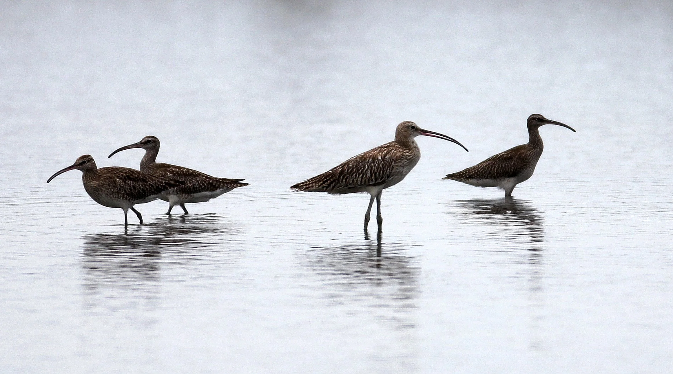 WHIMBREL - Numenius phaeopus - MIXED FLOCK EURASIAN CURLEW - Numenius arquata - PAK THALE THAILAND (89).JPG
