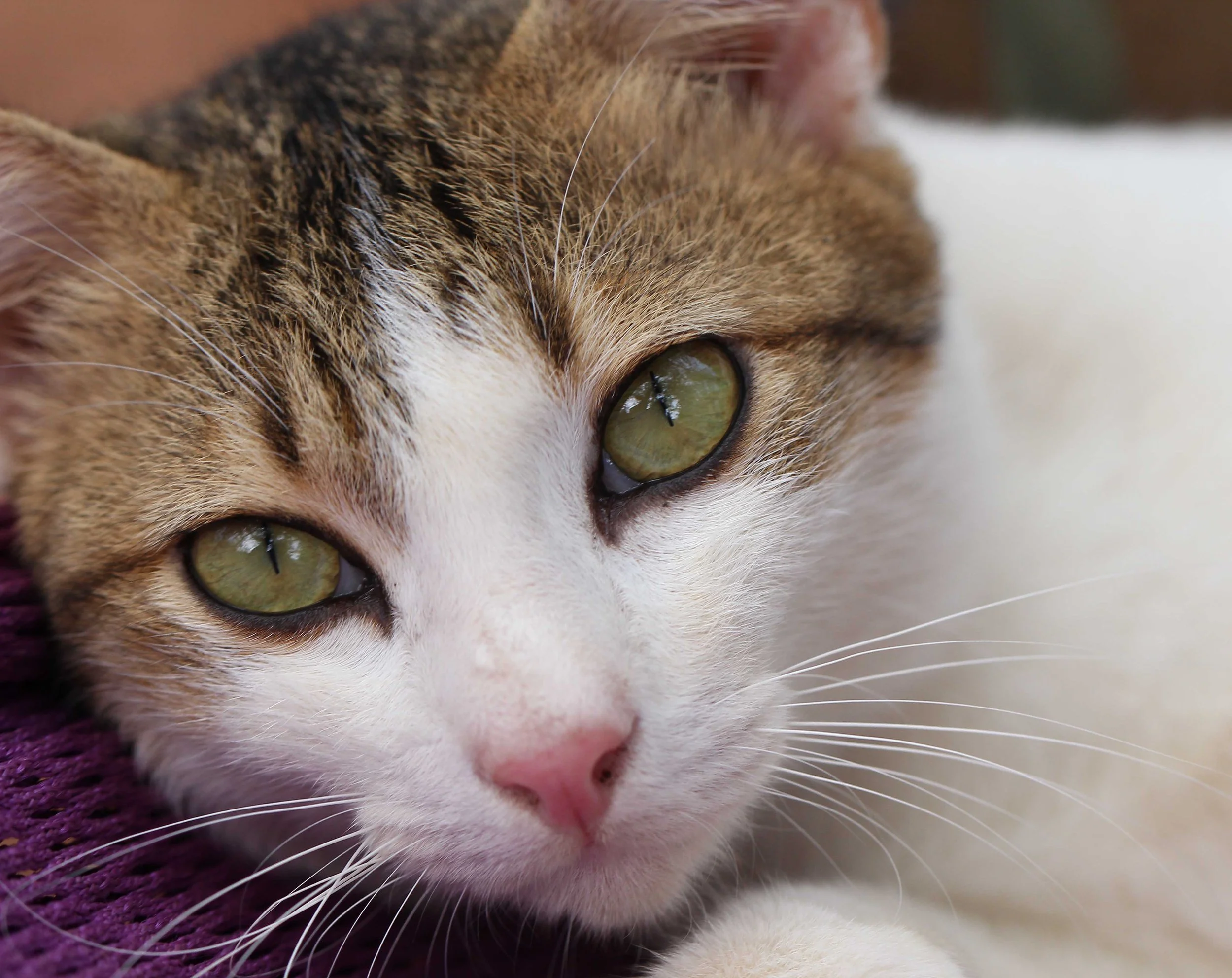 2015 Koh Lanta Songkran with friends from ISB (389).JPG