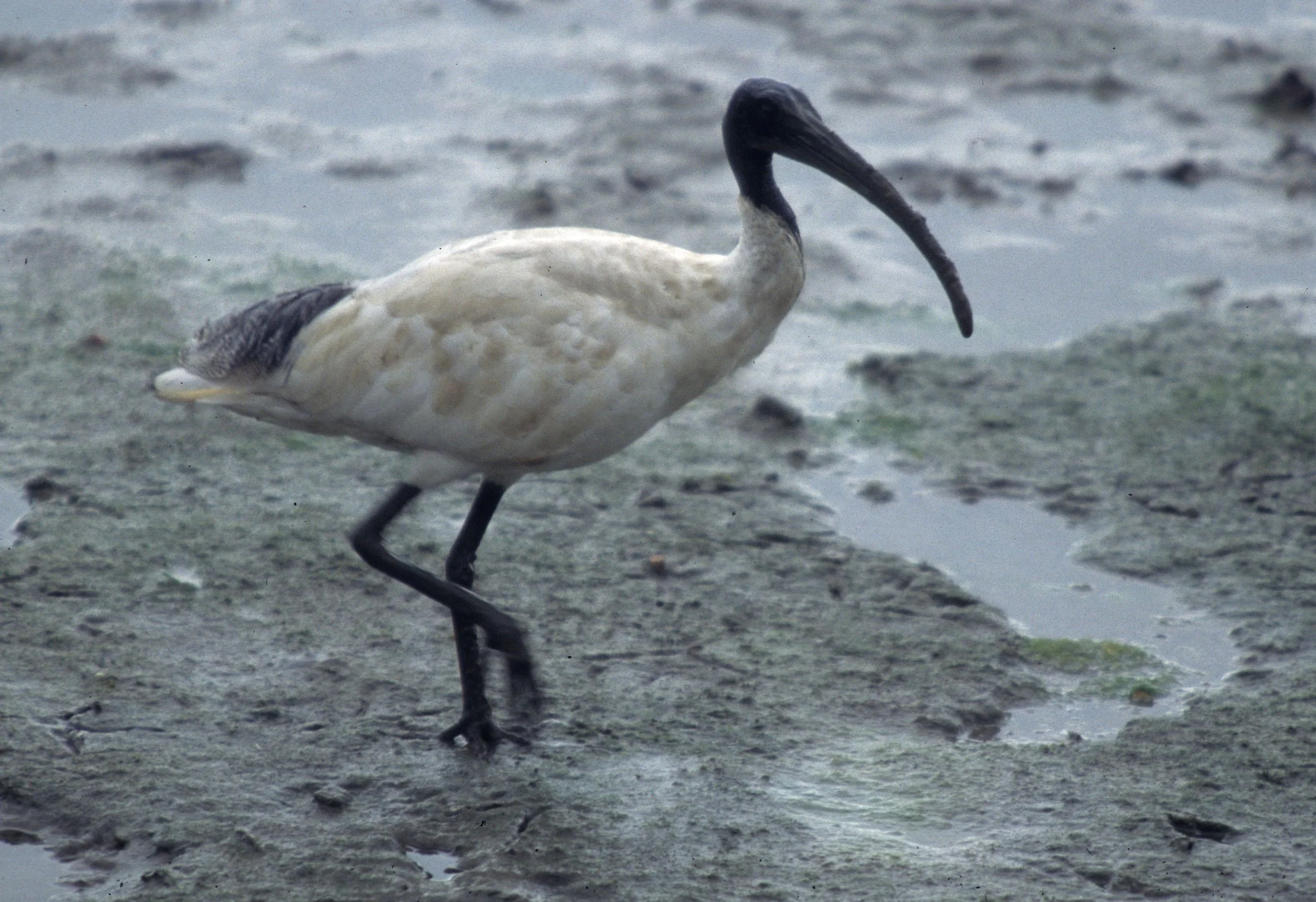 BIRD - IBIS - AUSTRALIAN WHITE OR SACRE WITH GLOSSY IBIS - CAIRNS HARBOR.jpg