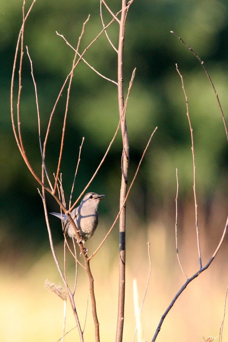 BIRD - GRAY CATBIRD - MCKEE MARSH ILLINOIS (9).JPG