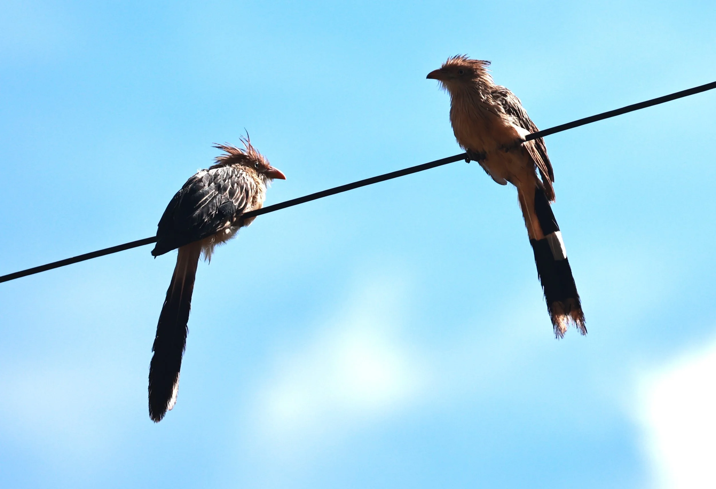 Guira Cuckoo (Guira guira) Alfonso Claudio, Espirito Santo, Brazil (6).JPG