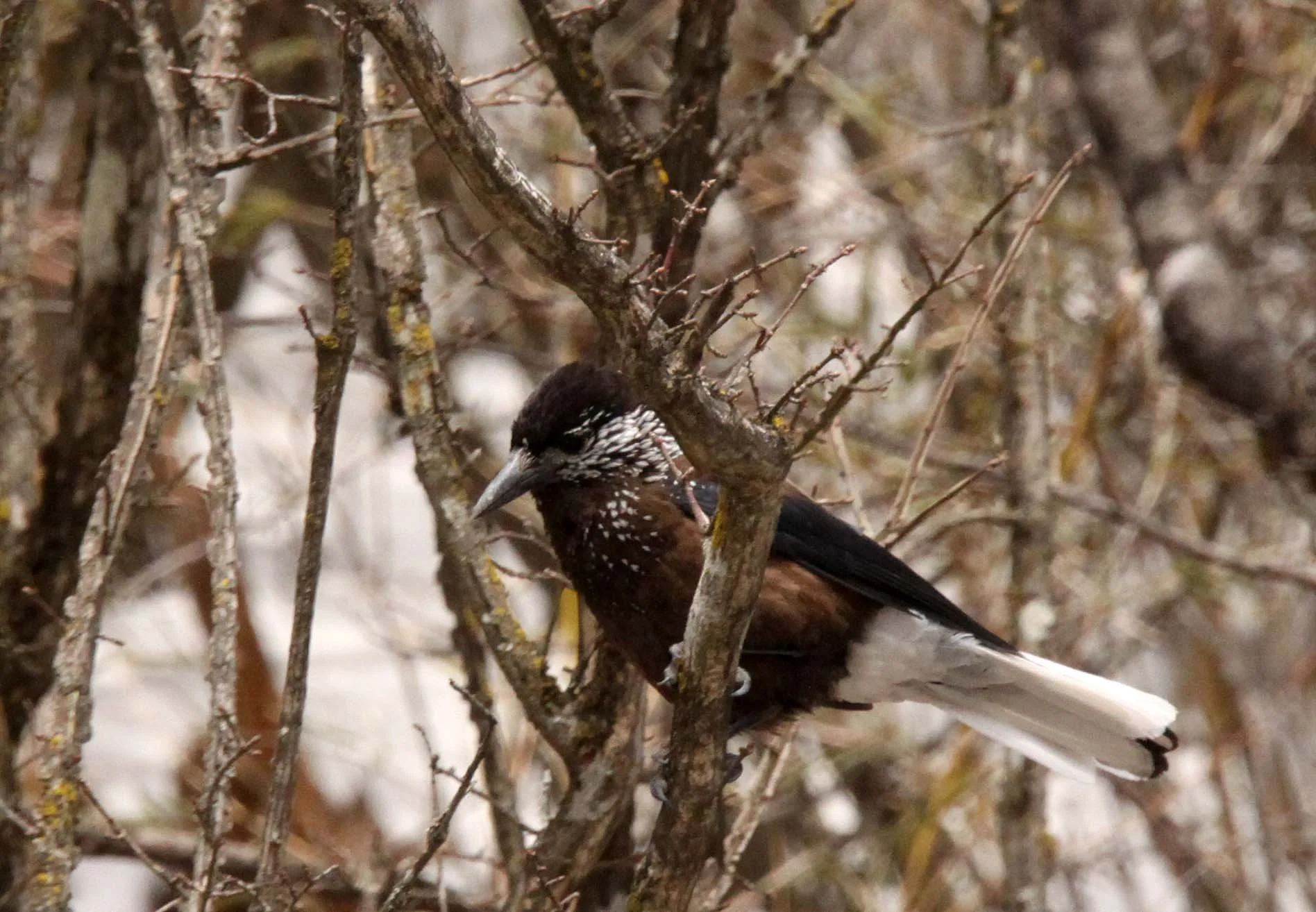 BIRD - NUTCRACKER - SPOTTED NUTCRACKER - FOPING NATURE RESERVE - SHAANXI PROVINCE CHINA (4).JPG