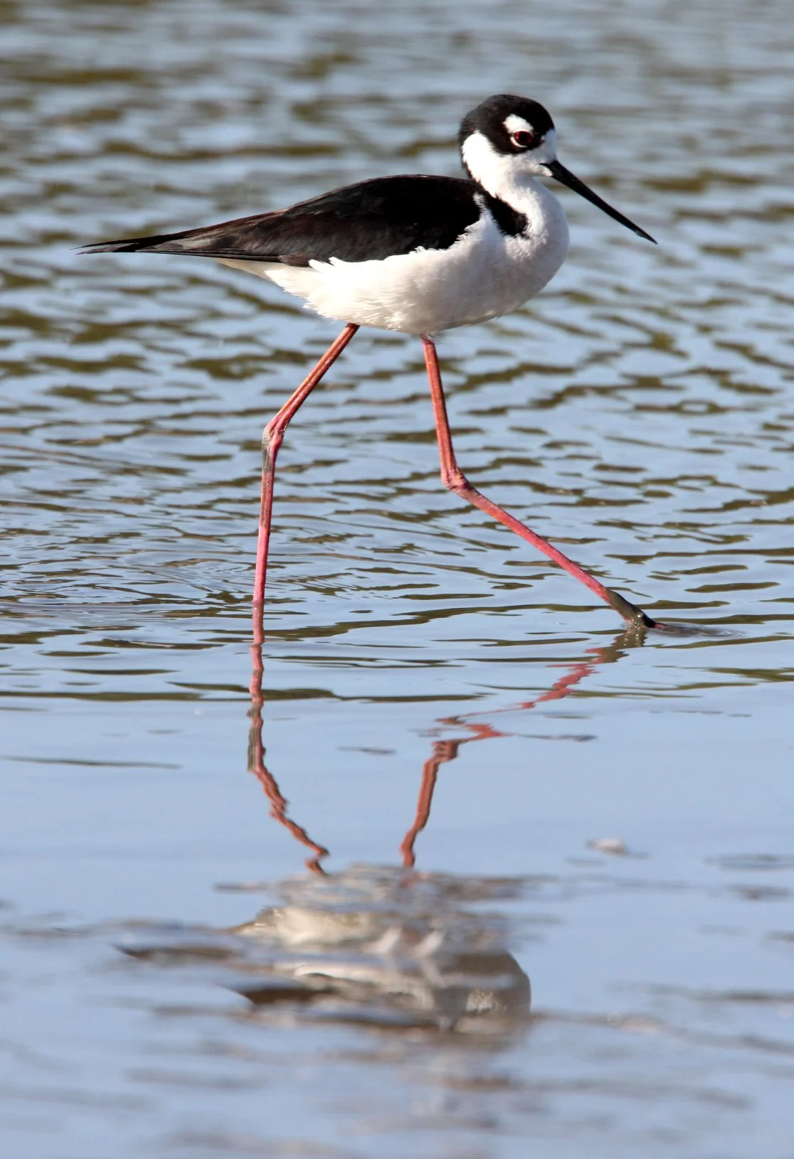 BIRD - STILT - BLACK-NECKED STILT - SAN JOAQUIN WILDLIFE REFUGE IRVINE CALIFORNIA (12).JPG
