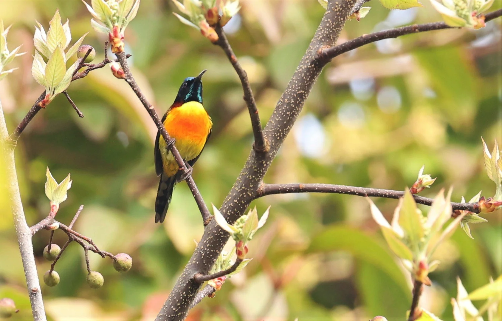 SUNBIRD - DOI INTHANON GREEN-TAILED SUNBIRD - Aethopyga nipalensis angkanensis - DOI INTHANON NP CHIANG MAI, DEC 2021 (3).jpg