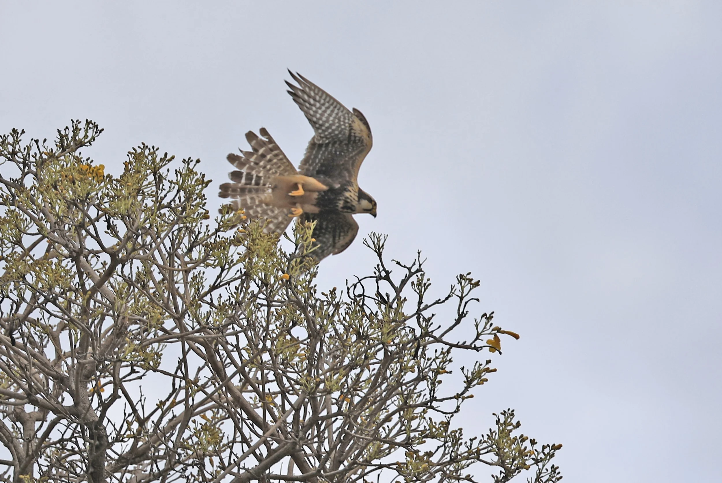 Aplomado Falcon (Falco femoralis) Estancia Campo'i Paraguay 