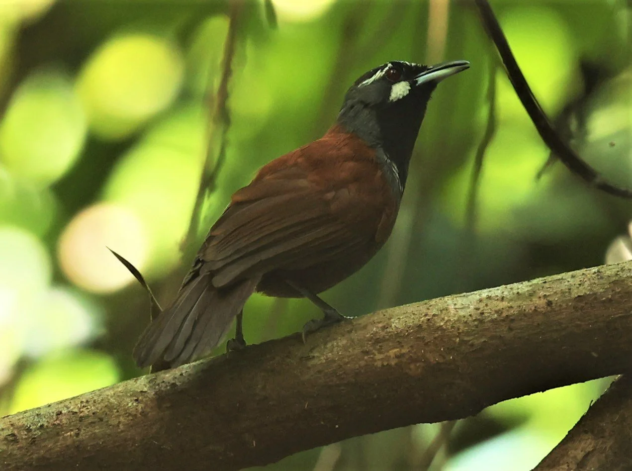 BABBLER- BLACK-THROATED BABBLER - Stachyris nigricollis - KRUNG CHING, KHAO LUANG NP NST, APRIL 2022 (78).jpg