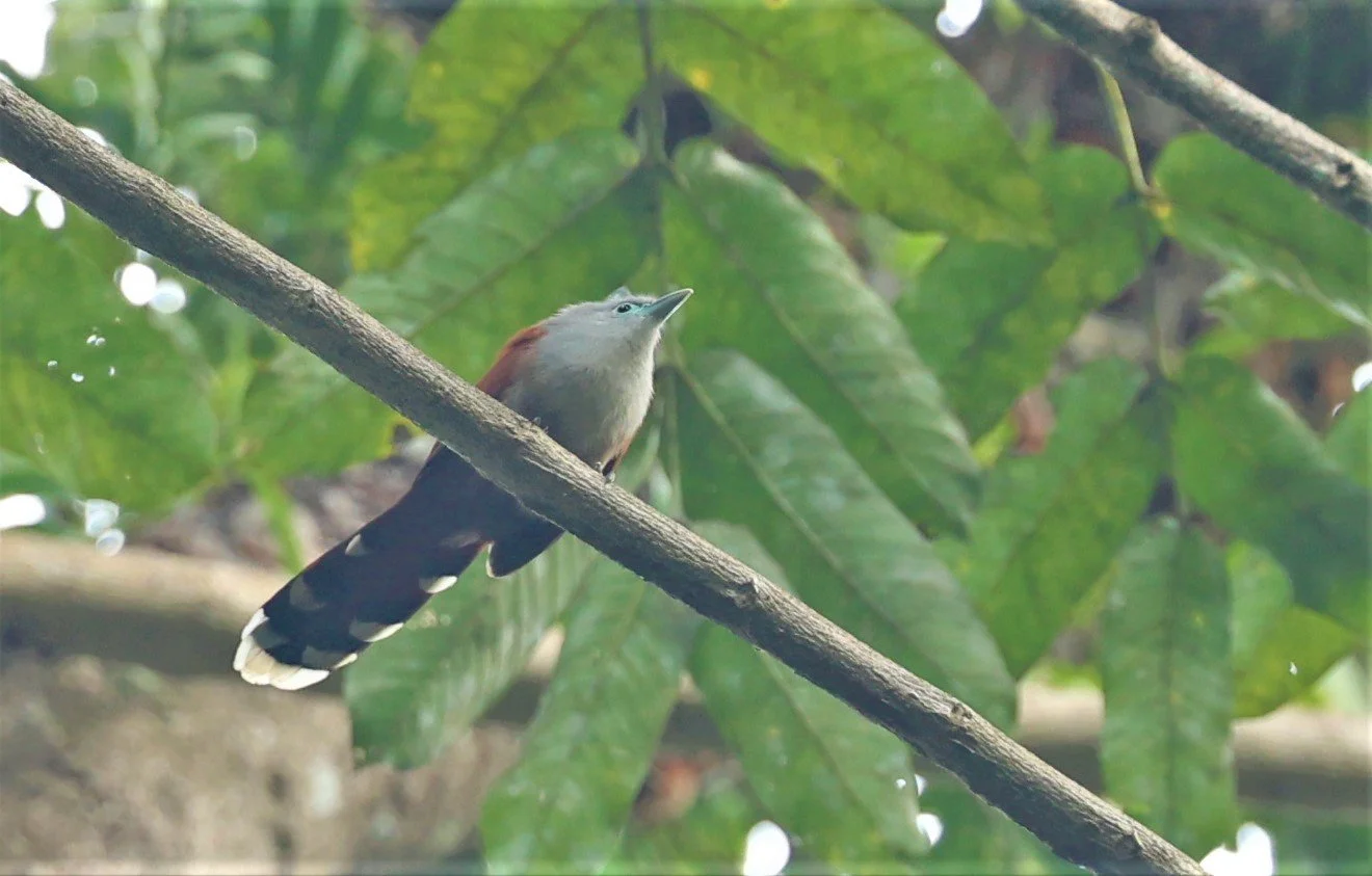 Raffle's Malkoha (Rhinortha chlorophaea) Krung Ching Khao Luang NP Thailand (37).JPG