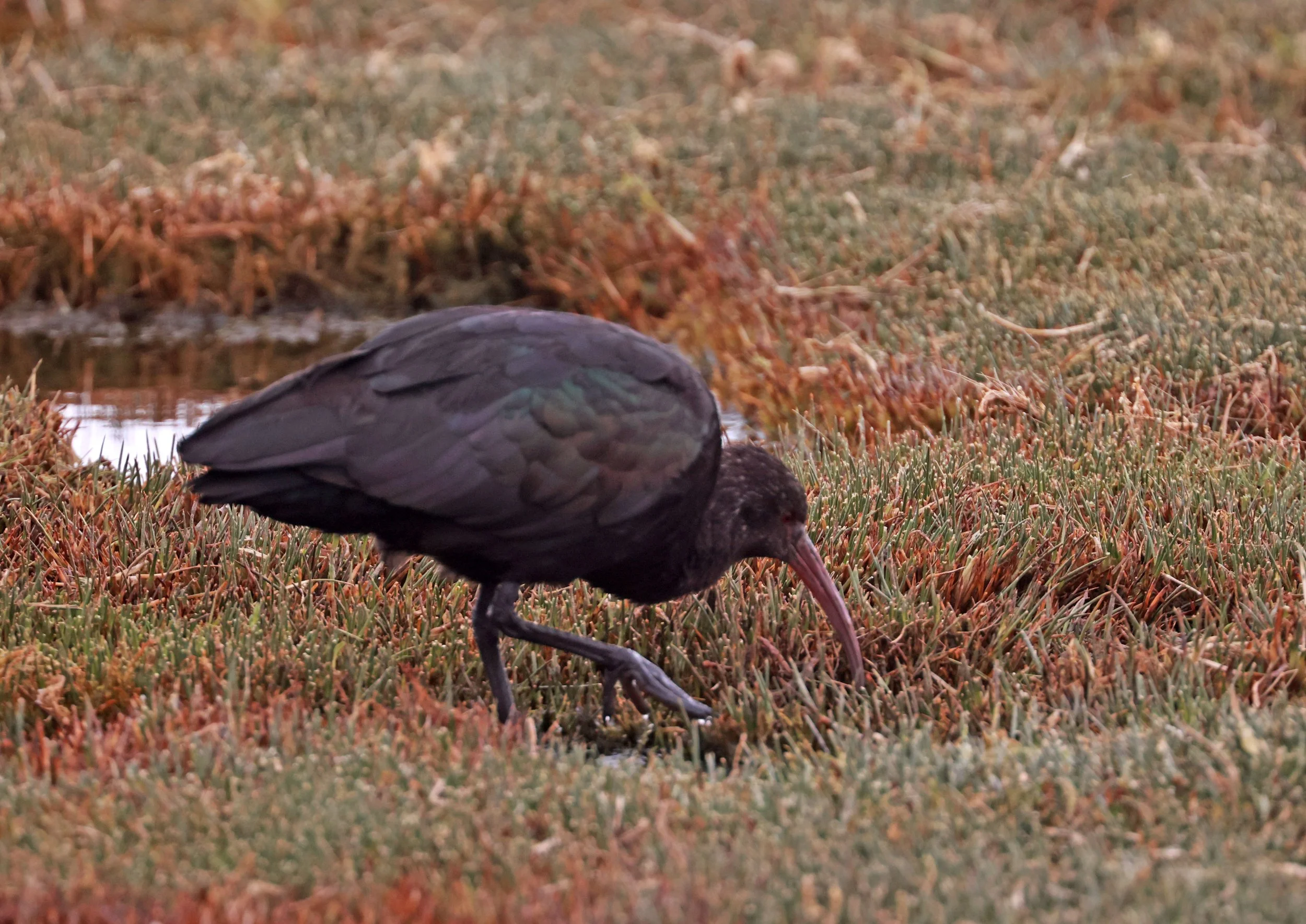 Ibis - Puna Ibis - Plegadis ridgwayi - Lauca National Park, Chile (19).jpg