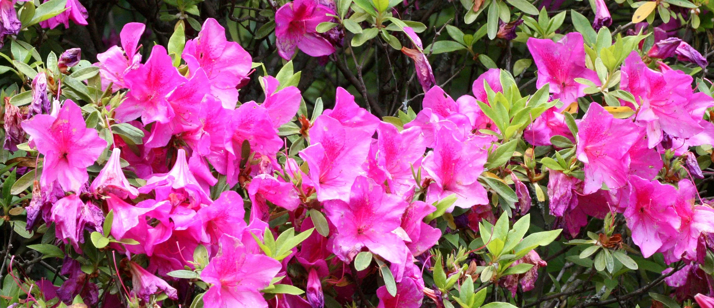 ERICACEAE - RHODODENDRON ALBRECHTI - Murasaki-yashio-tsutsuji - JAPANESE  RHODODENDRON - KYOTO JAPAN - RYOANJI GARDENS.JPG