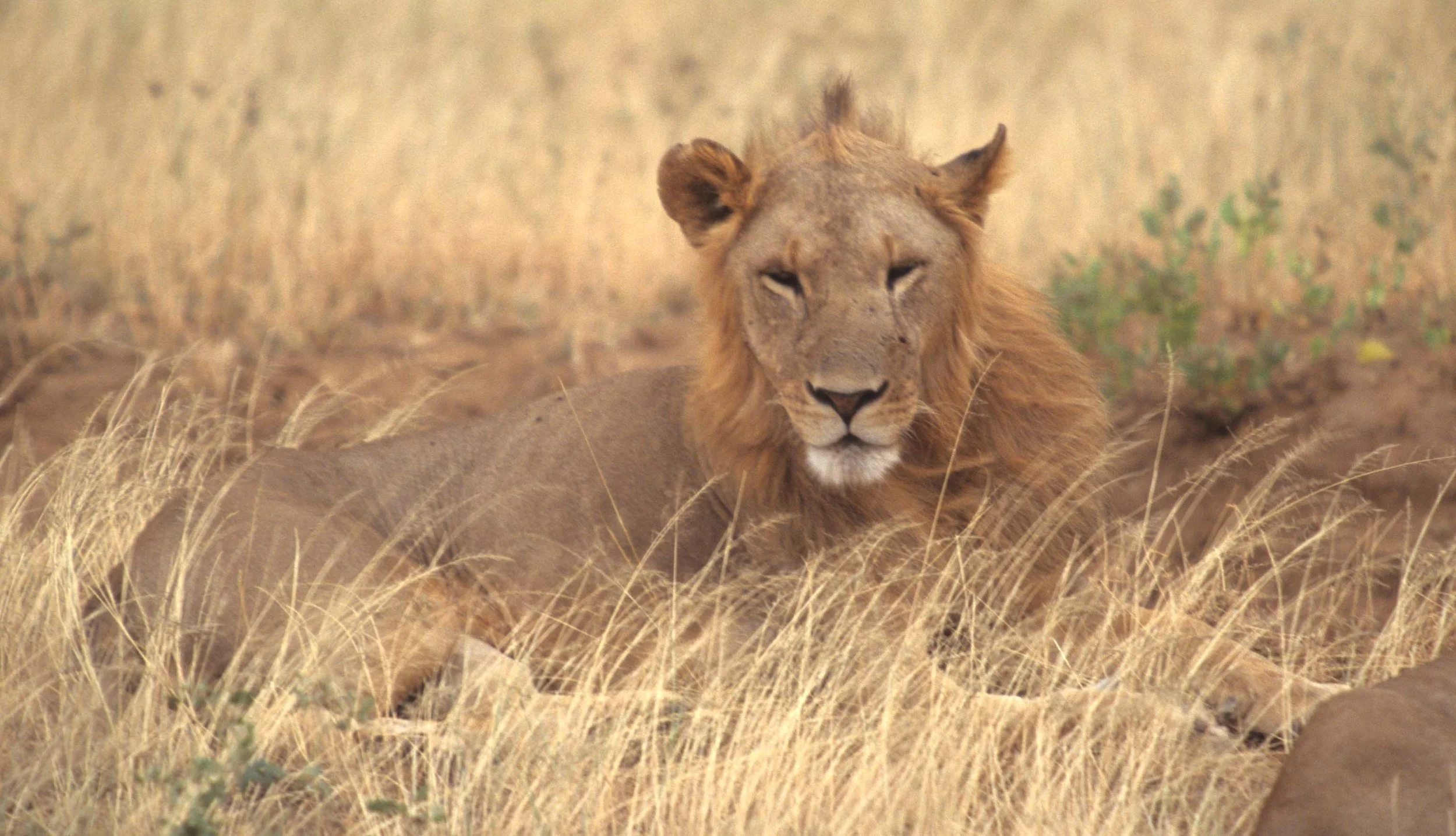 FELID - LION - SHABA (6).jpg