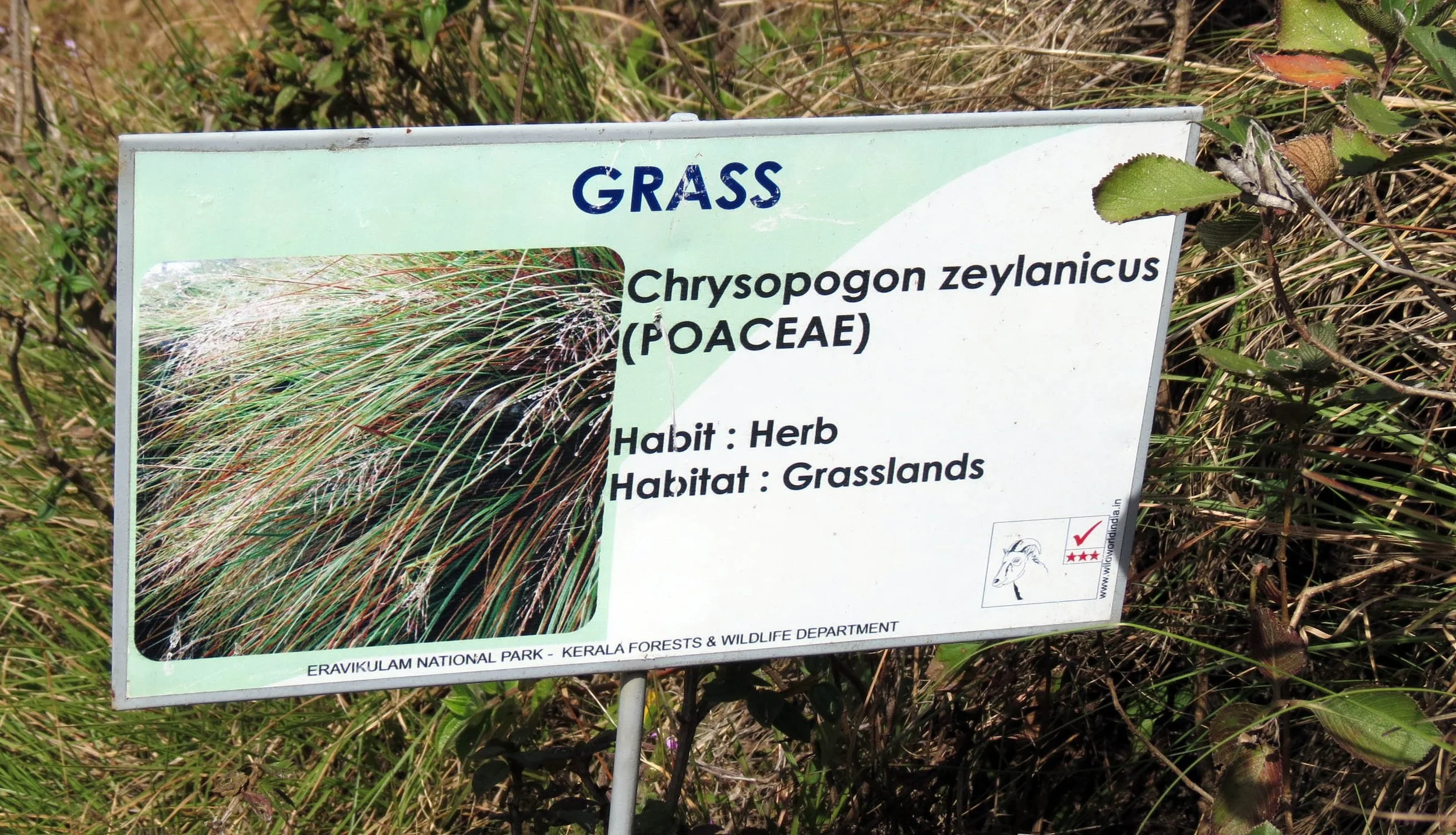 ERAVIKULUM NATIONAL PARK INDIA (16).JPG