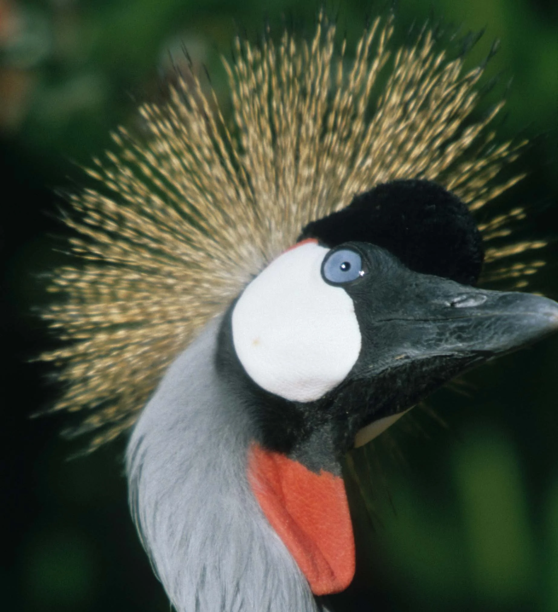 BIRDS - CRANE - CROWNED CRANE - SOUTHERN E1.jpg