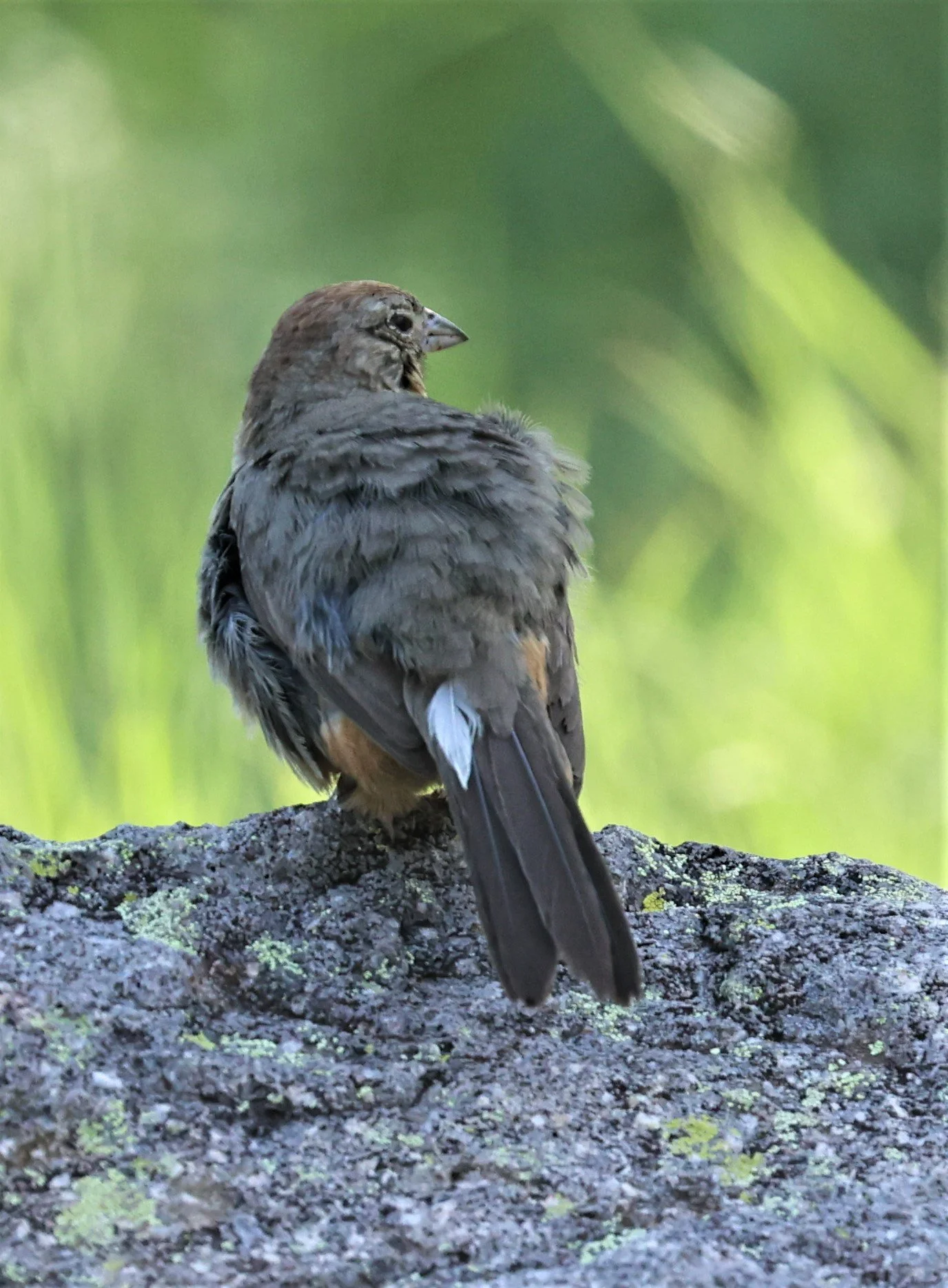 Canyon Towhee (Melozone fusca) Davis Mountains State Park Texas (3).jpg