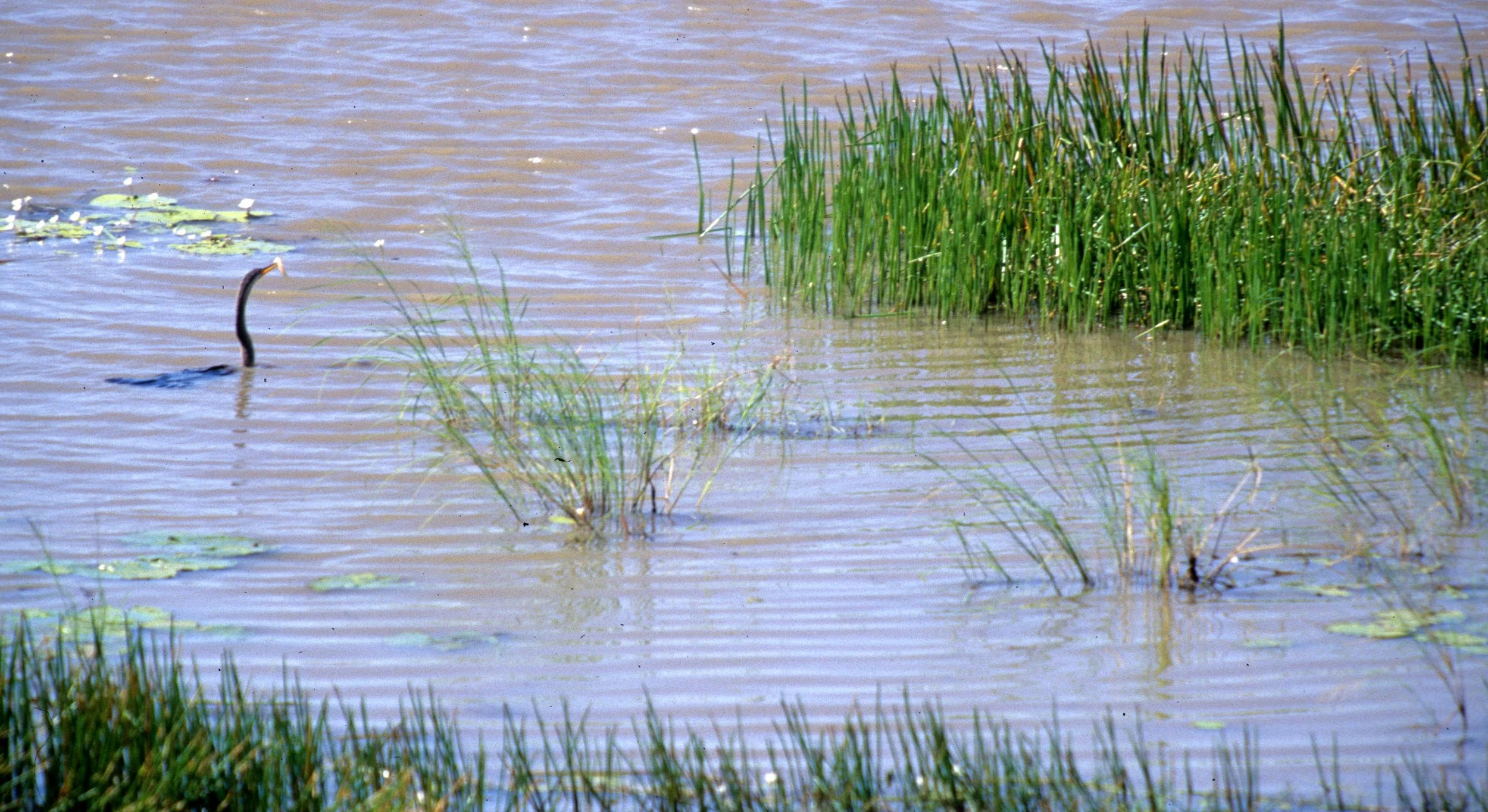 BIRD - DARTER - KAKADU NP WITH FISH.jpg